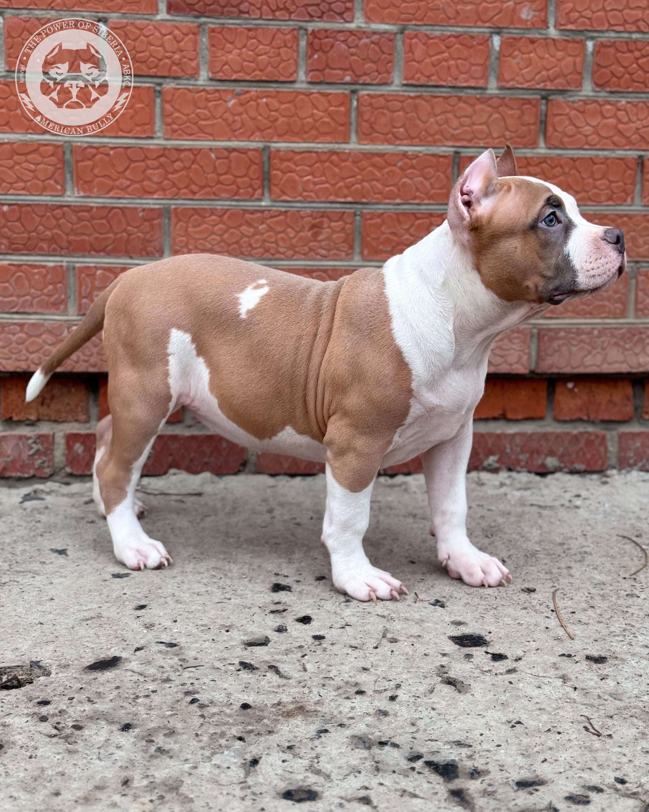 Свободные щенки Американский Булли, в типах покет, классик, стандарт. Американский Булли в г. Ростов-на-Дону. Питомник THE POWER OF SIBERIA