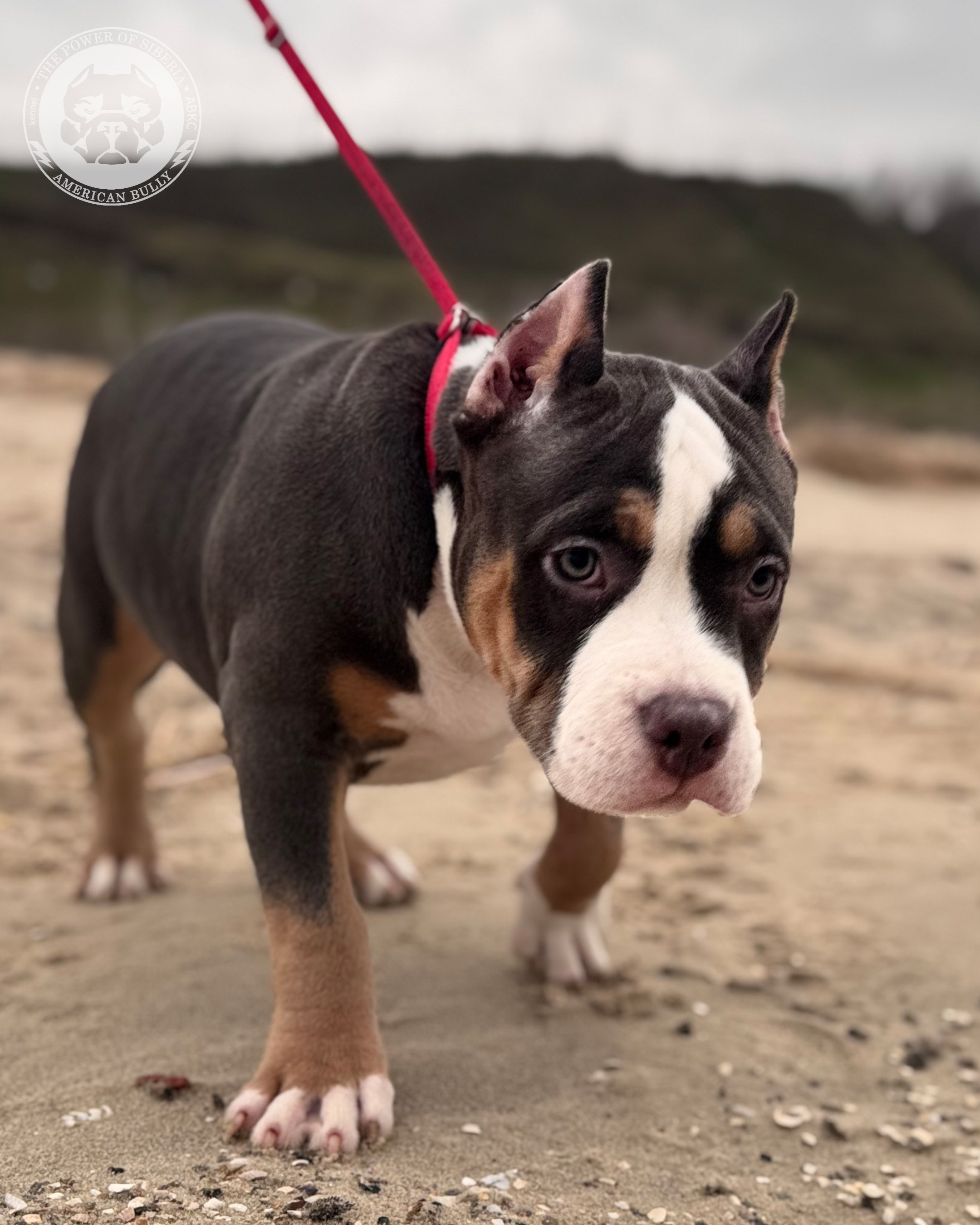 Свободные щенки Американский Булли, в типах покет, классик, стандарт. Американский Булли в г. Ростов-на-Дону. Питомник THE POWER OF SIBERIA