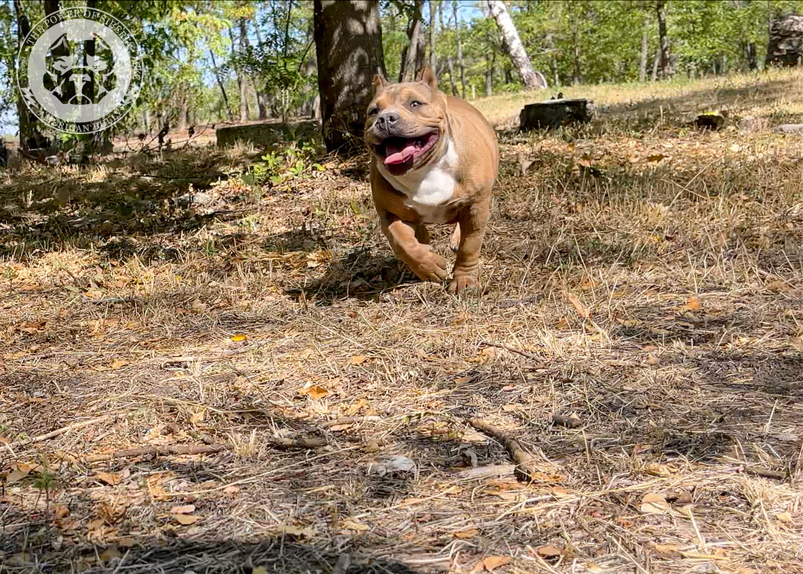 Помет Каспер и Тагира. 21.04.25. Американский Булли в г. Ростов-на-Дону. Питомник THE POWER OF SIBERIA
