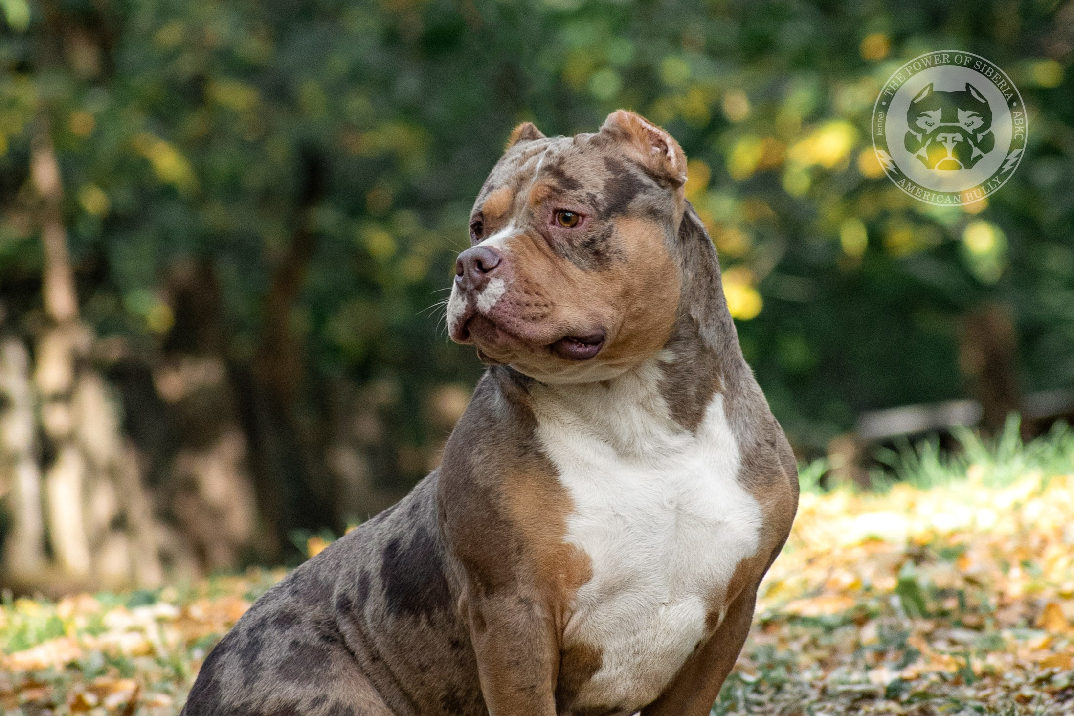 официальный питомник American Bully в Новокузнецке