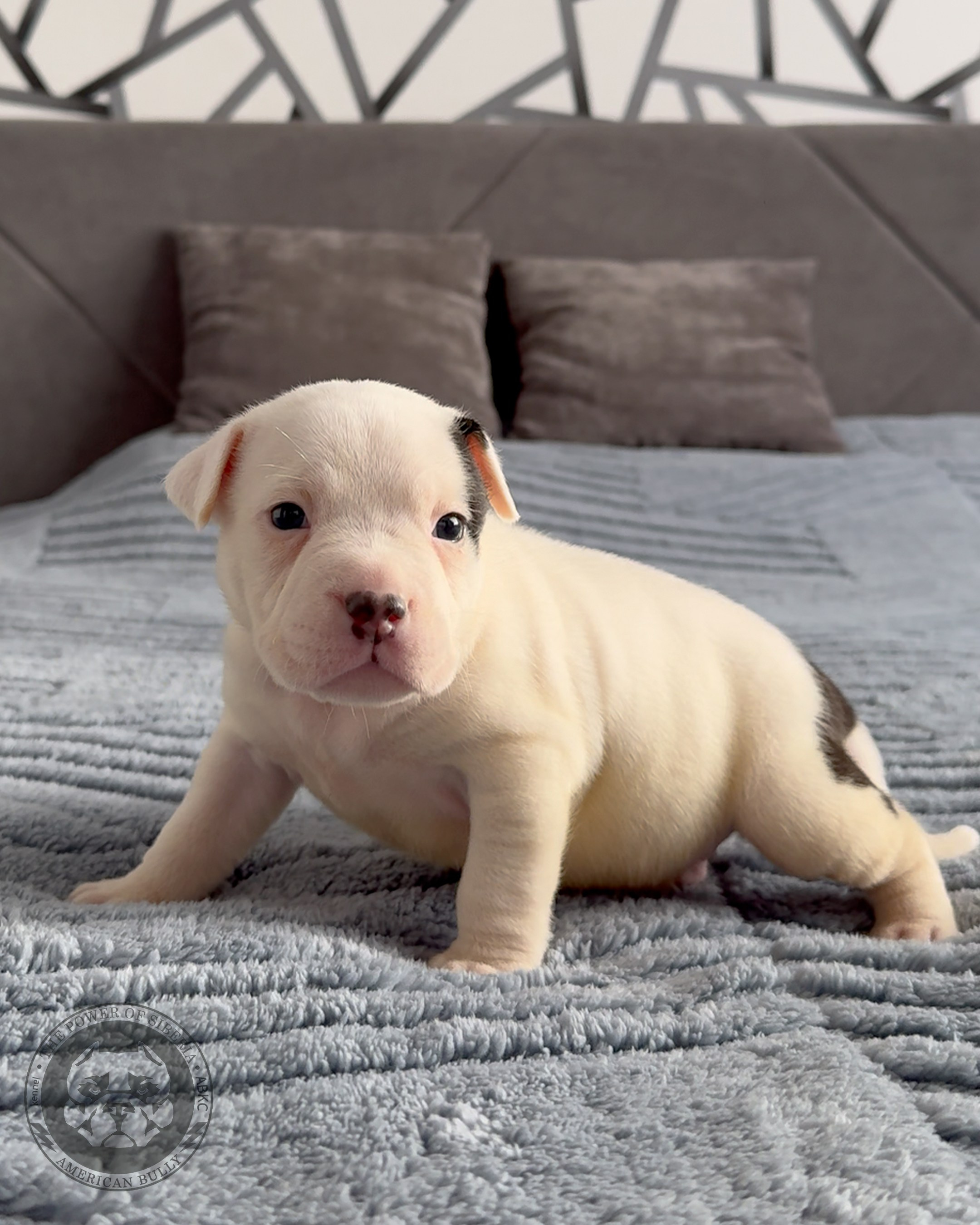 Свободные щенки Американский Булли, в типах покет, классик, стандарт. Американский Булли в г. Ростов-на-Дону. Питомник THE POWER OF SIBERIA