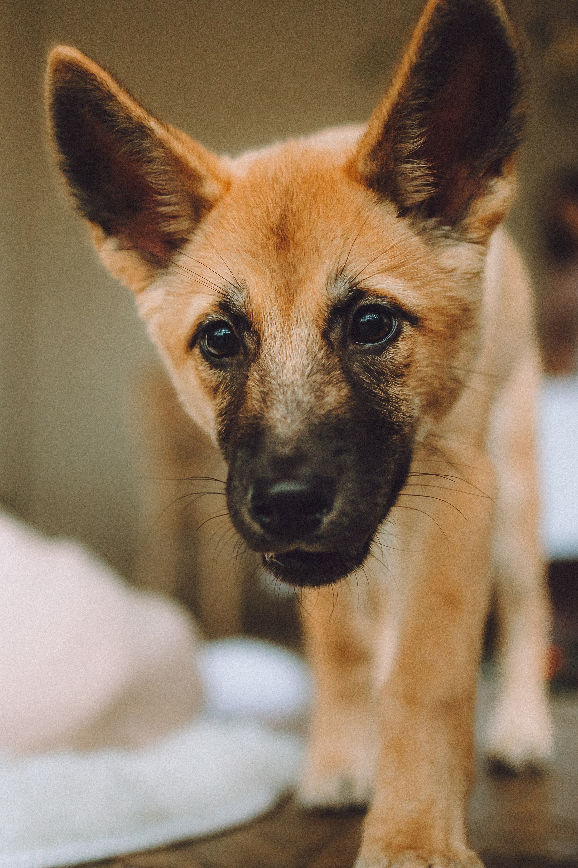 Джули, Шелли и их семья