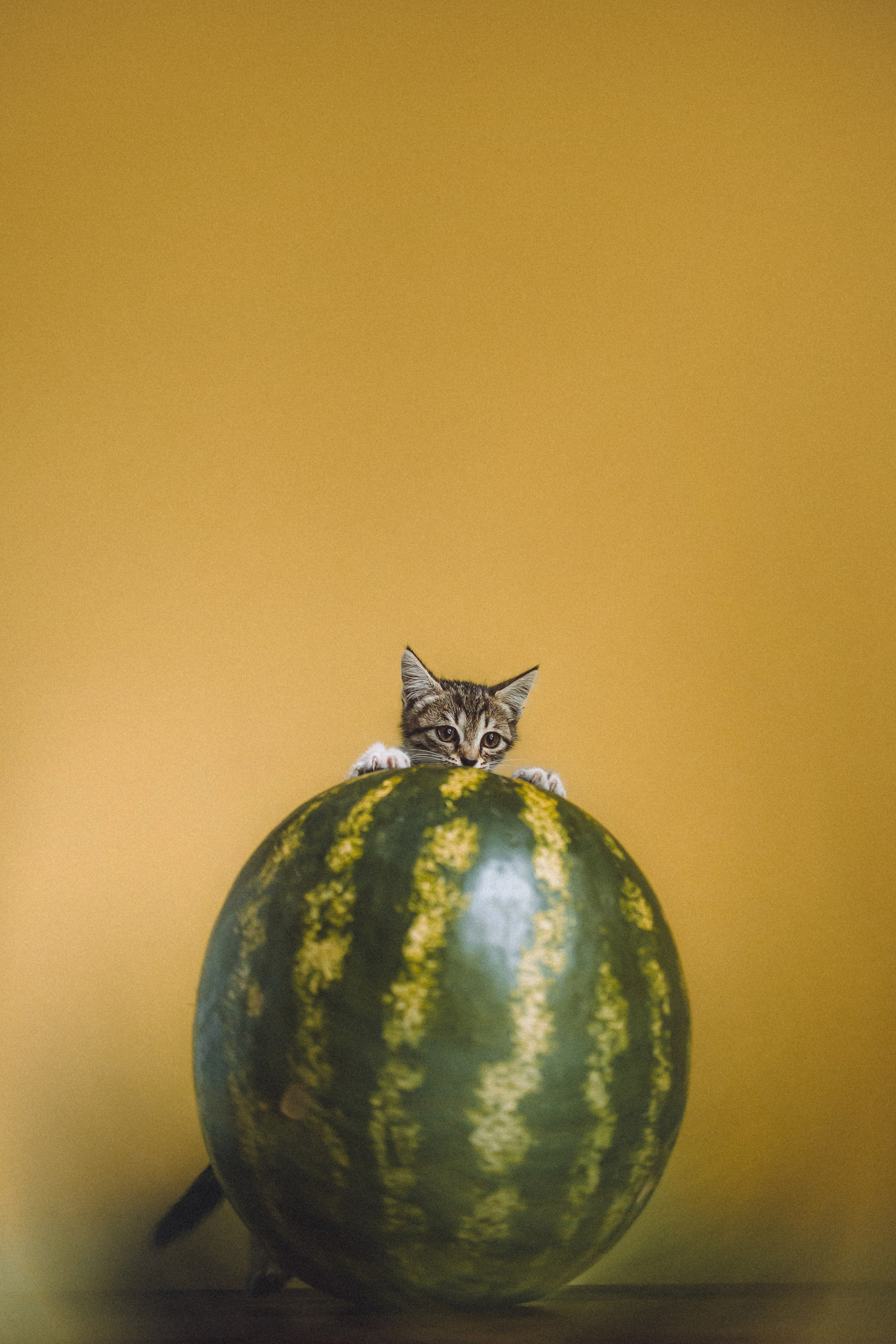 Сирена и арбуз