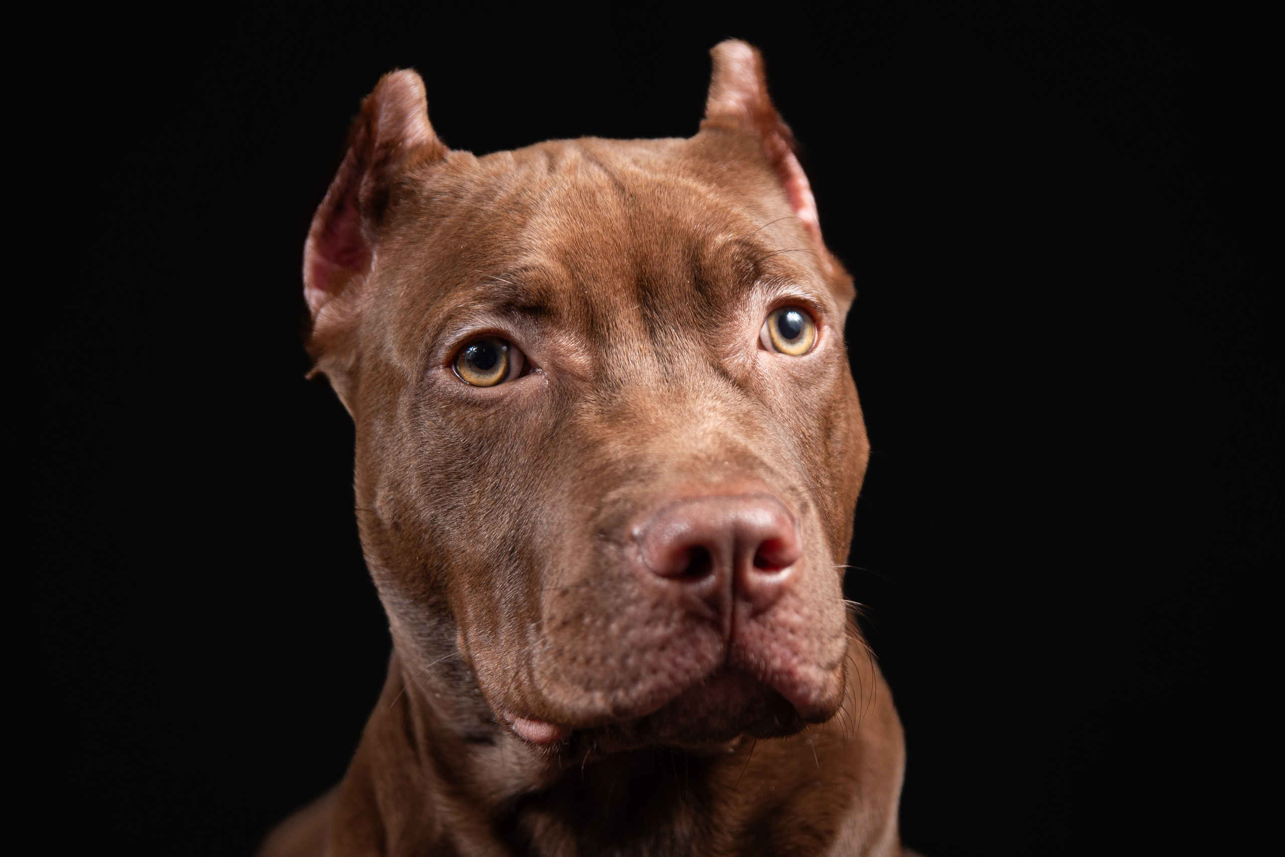 Фотосессия собак на чёрном фоне. Фотограф Макс Огурцов в Нижнем Новгороде