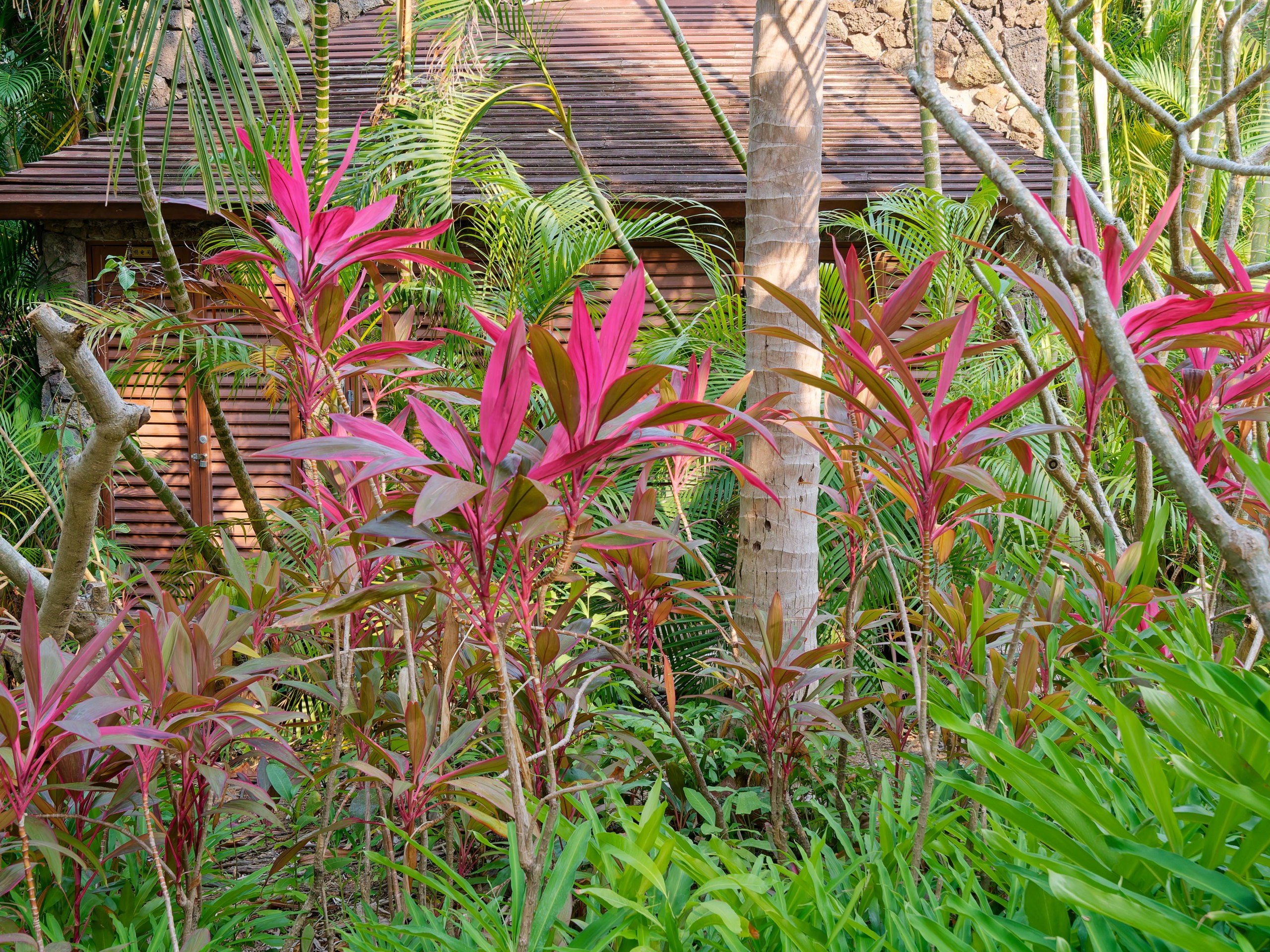 Хайнань 2026, флора, цветы и деревья. Фотопрогулки по Миру