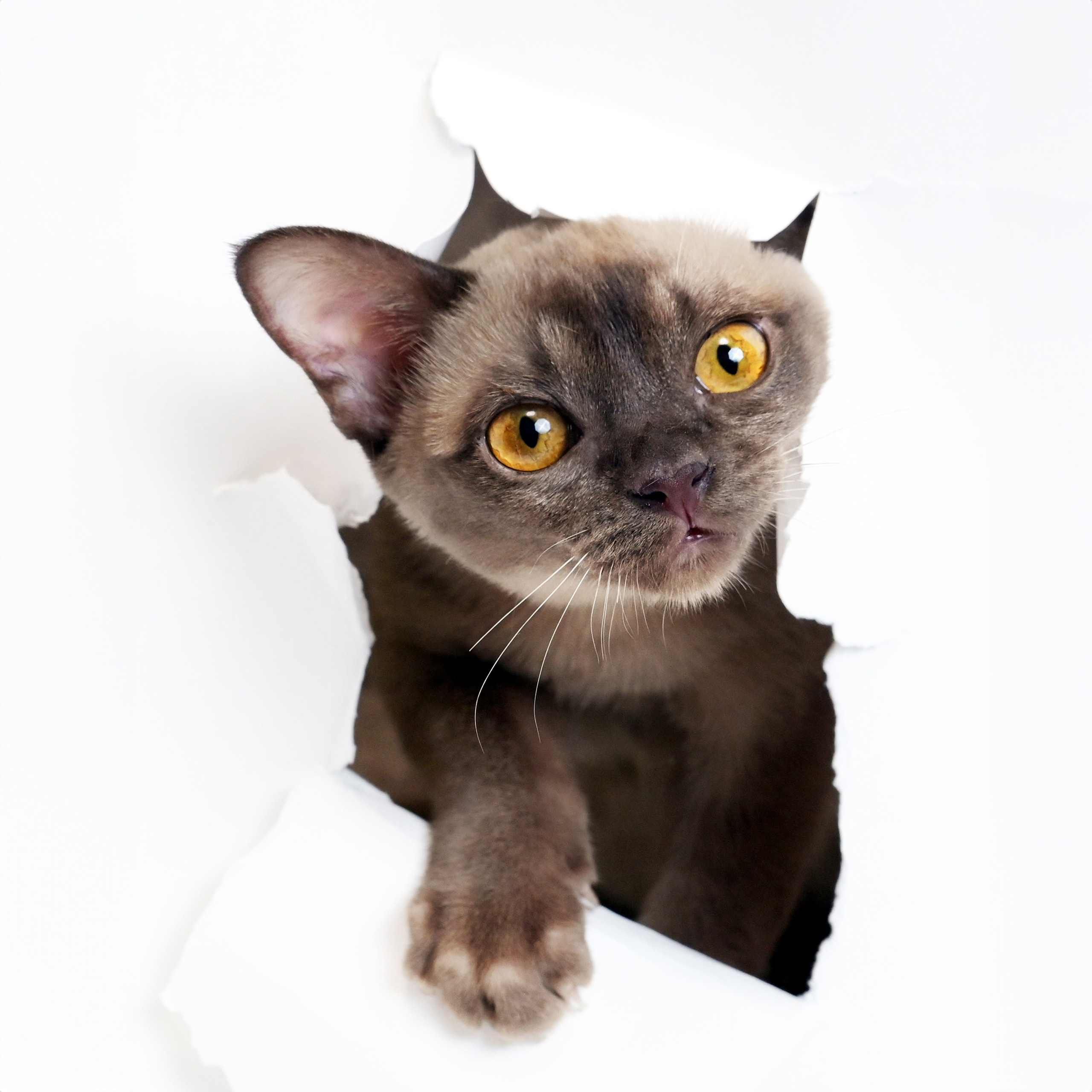 Котенок пролезающий через разрыв в бумажном фоне