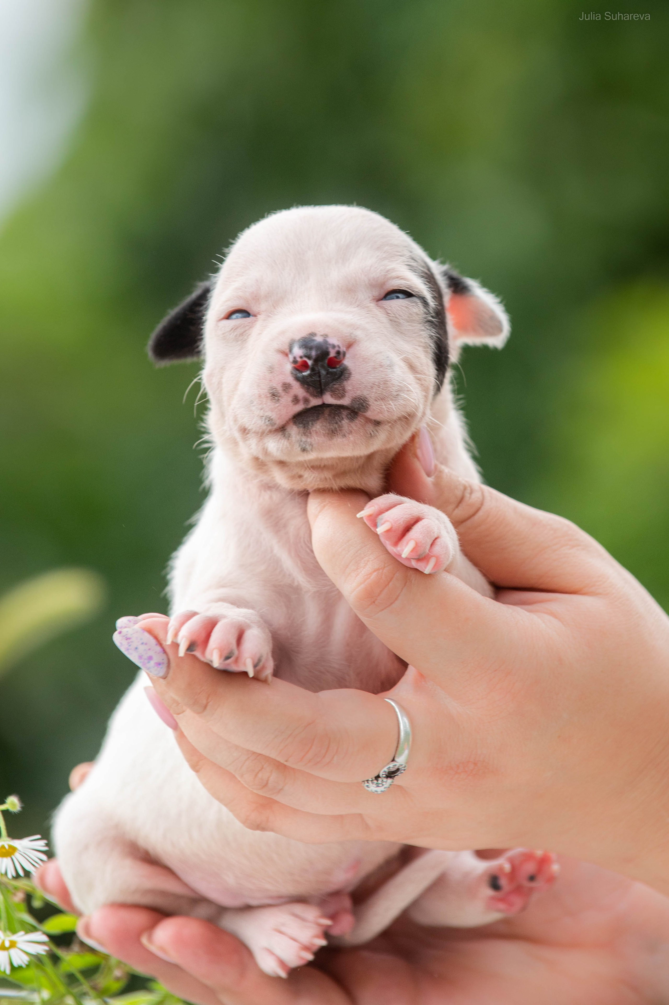 Щенки 2 недели. Главная