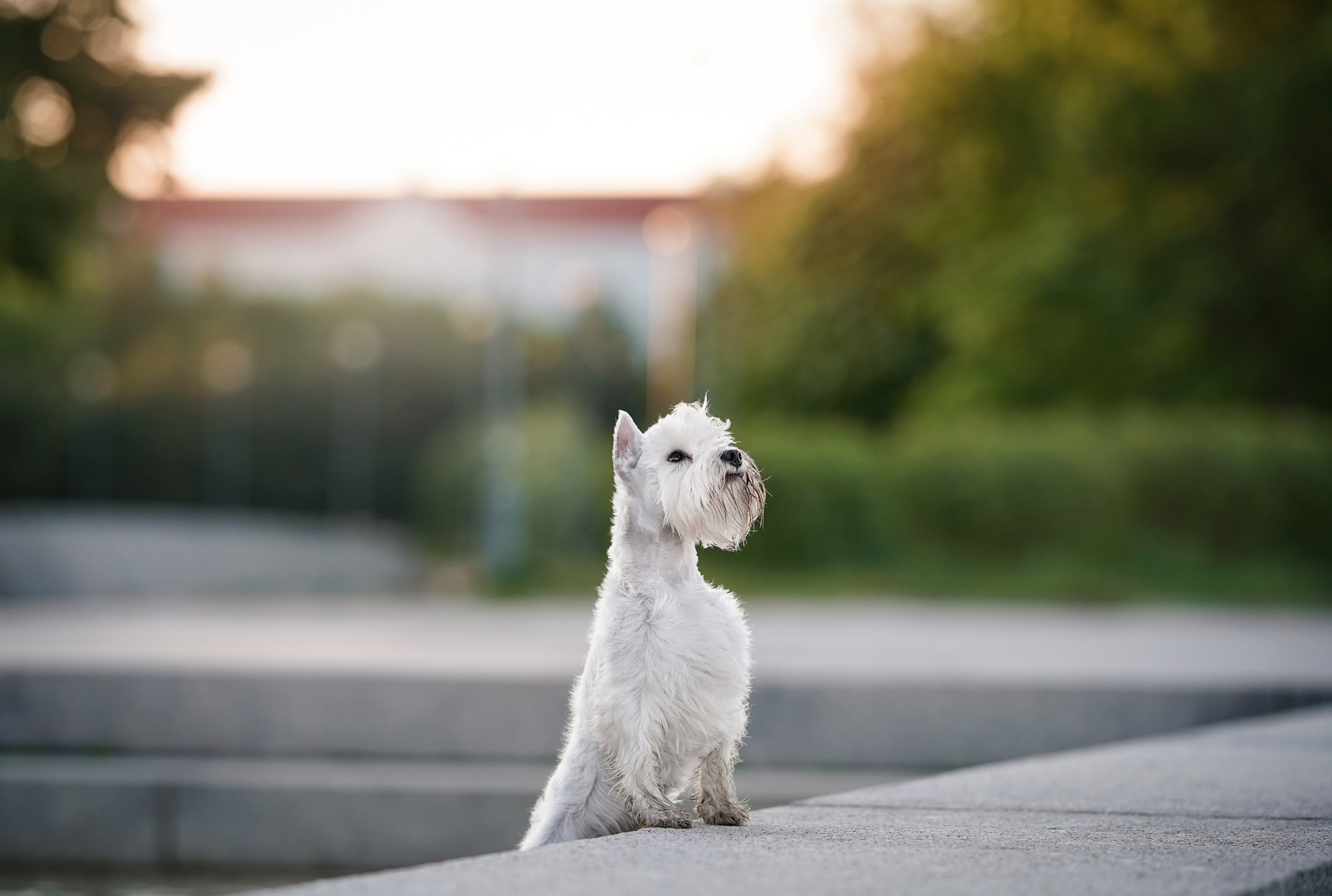 Оля и Доминик. Фотограф-анималист в Санкт-Петербурге Яна Мартынова