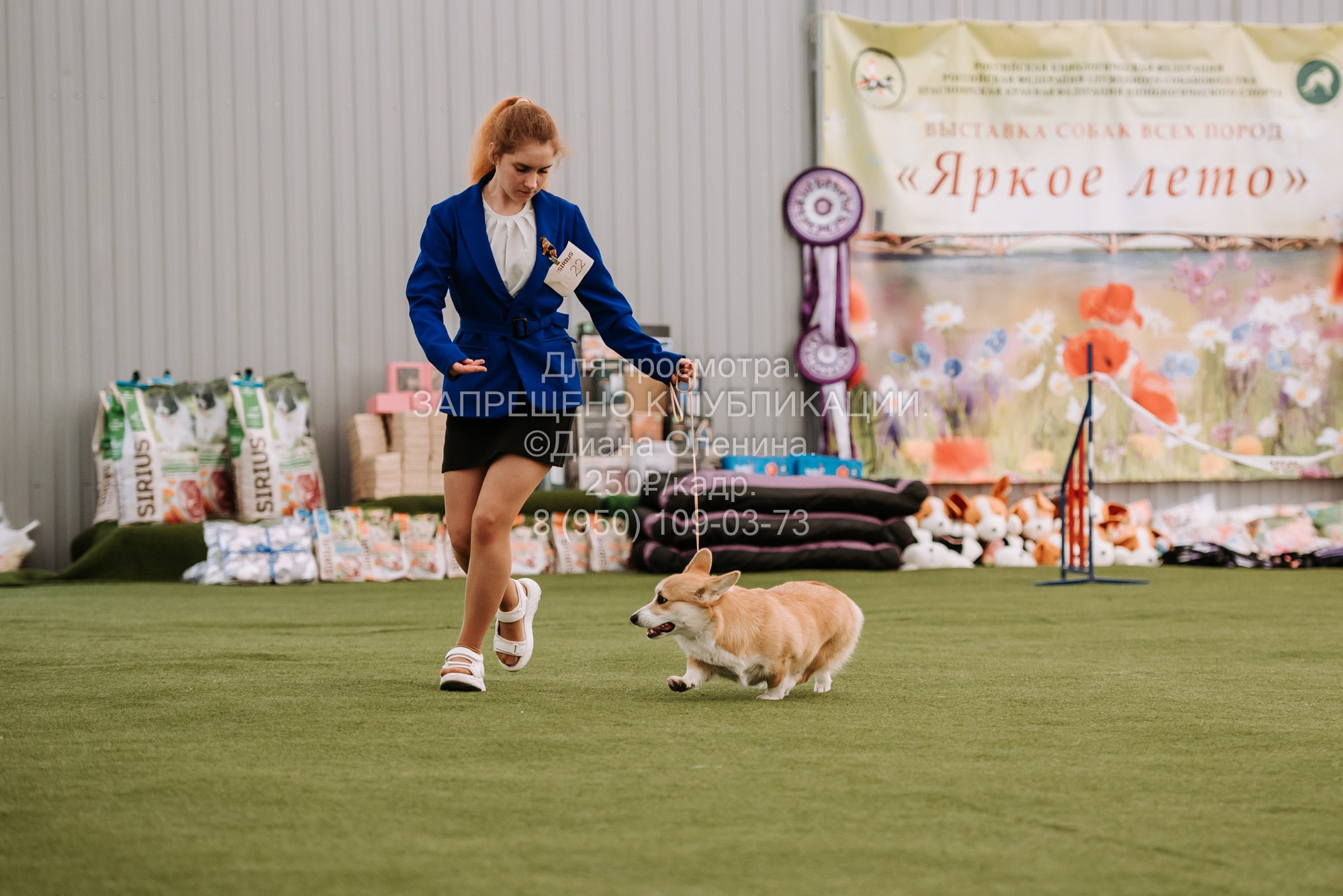 Выставка собак Красноярск 2.06. Фотограф Диана Оленина Красноярск / Братск