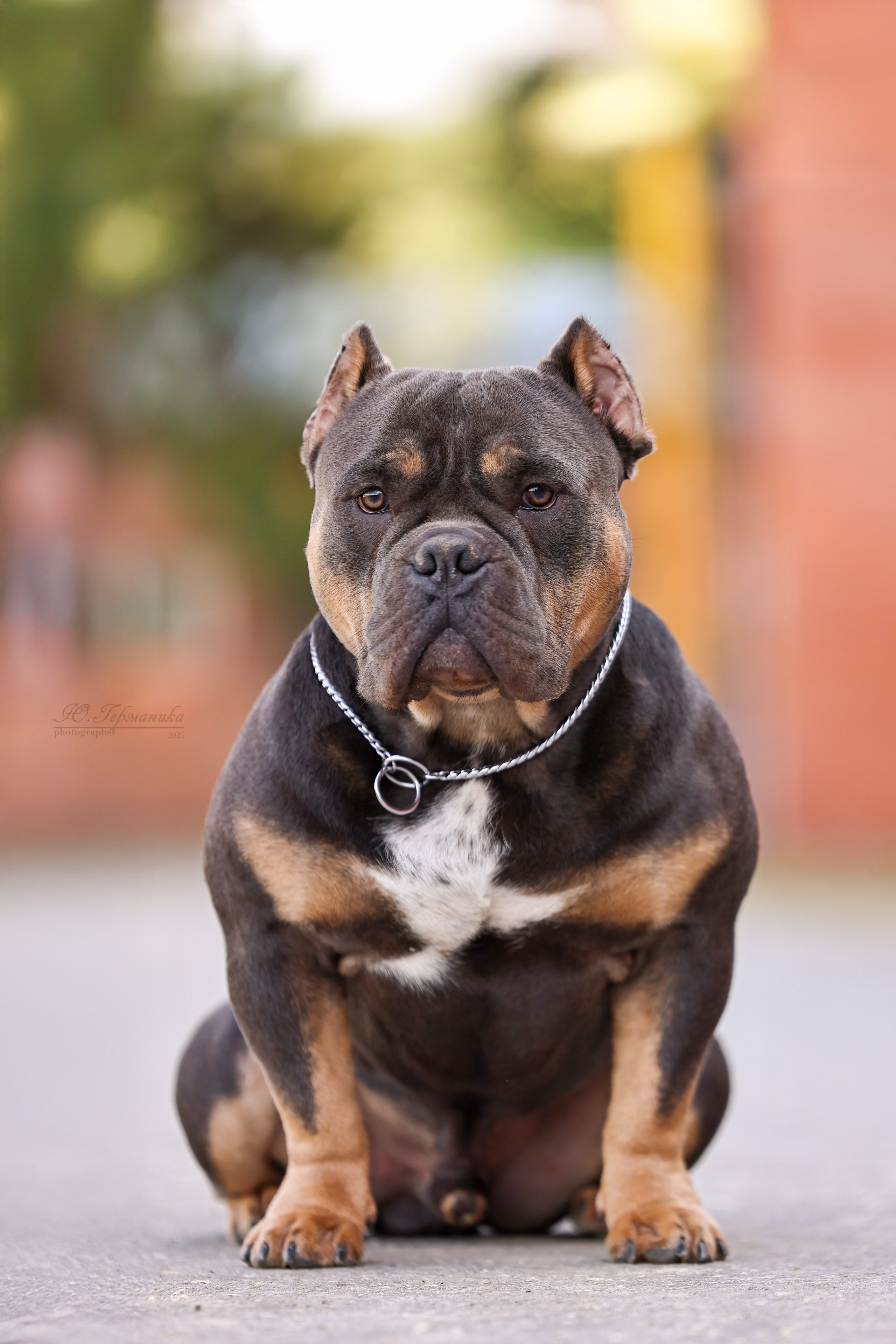 Астана 2хCACIB 26-28.09.2025. Фотограф-анималист Юлия Германика