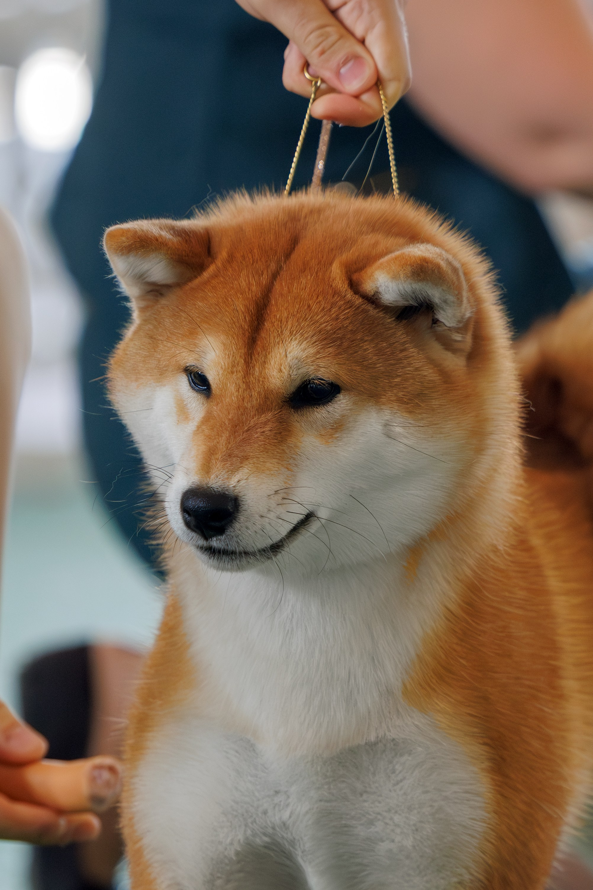 Батуми 3хCACIB 27-29.06.2025. Фотограф-анималист Юлия Германика