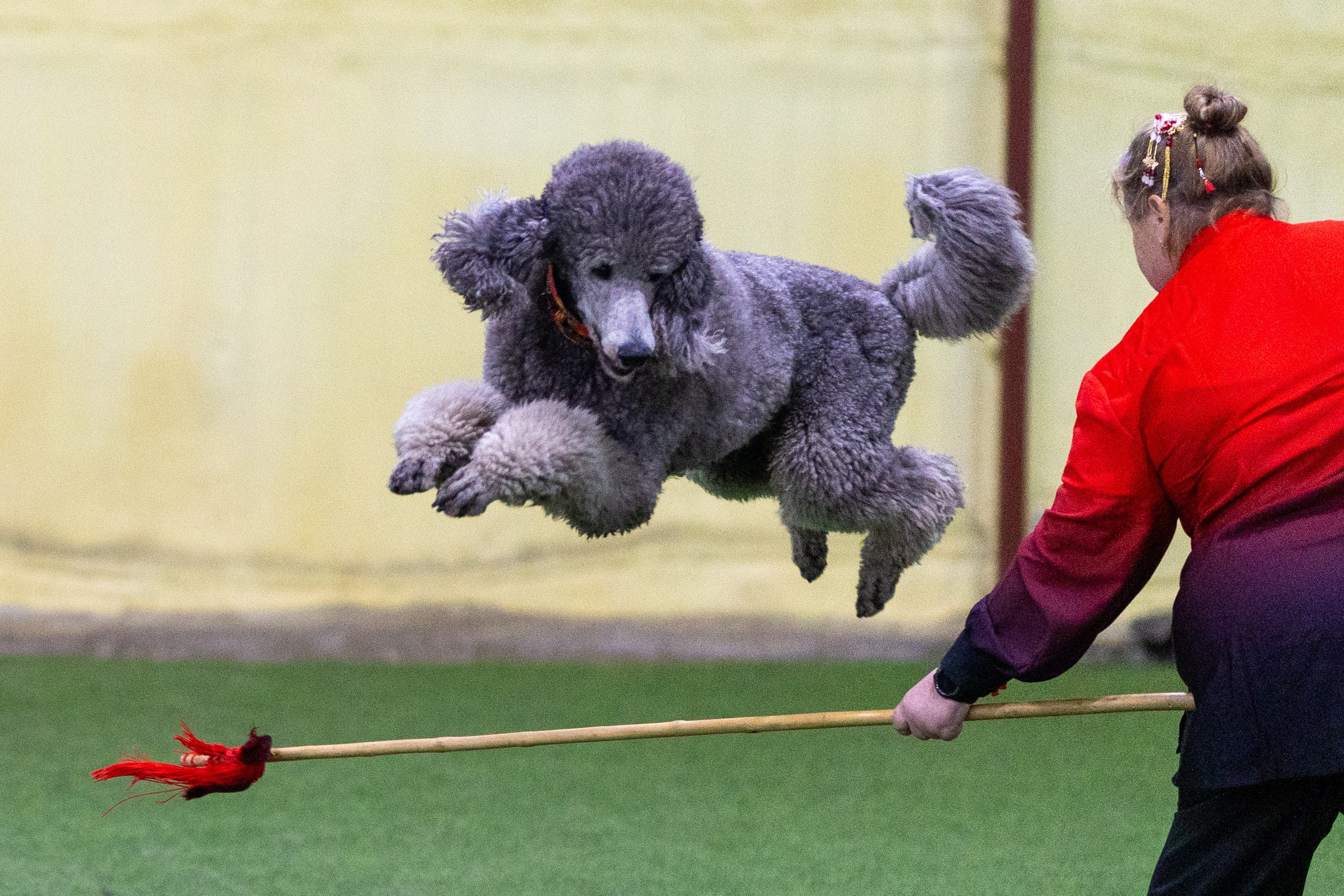 Соревнования танцы. Фотограф-анималист в Москве Кириллова Татьяна