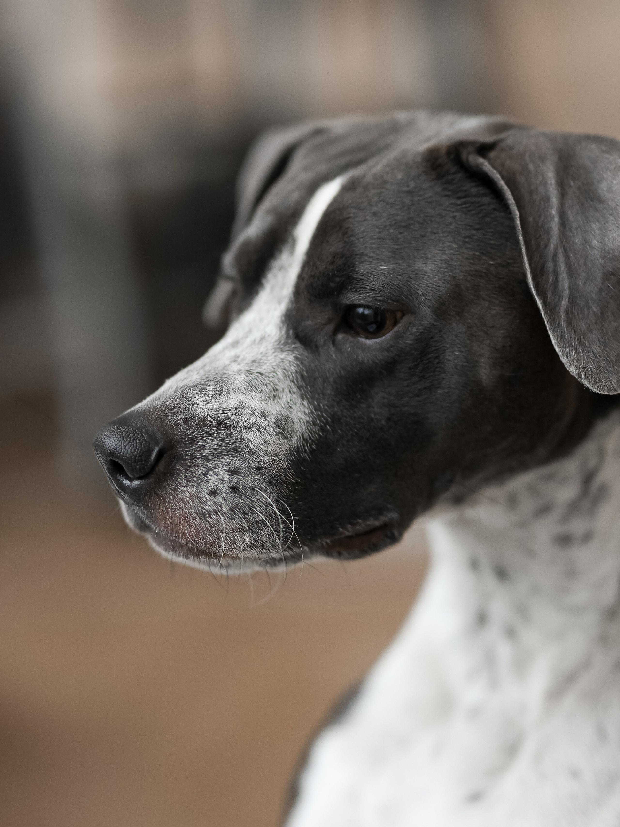 Тортик Даша и Никита. Фотограф-анималист в Москве Кириллова Татьяна