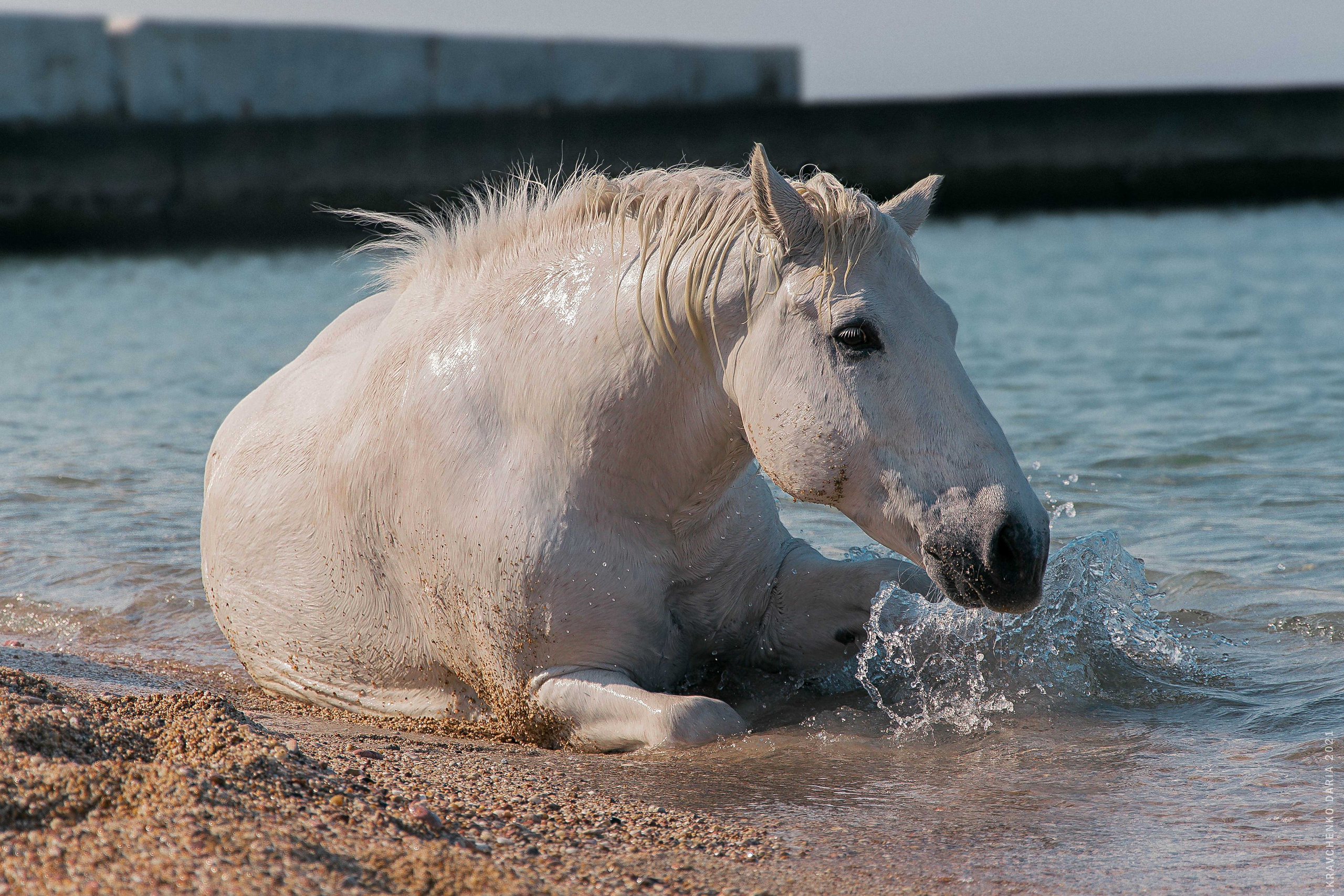 Миф и Фунтик. Фотограф в Севастополе