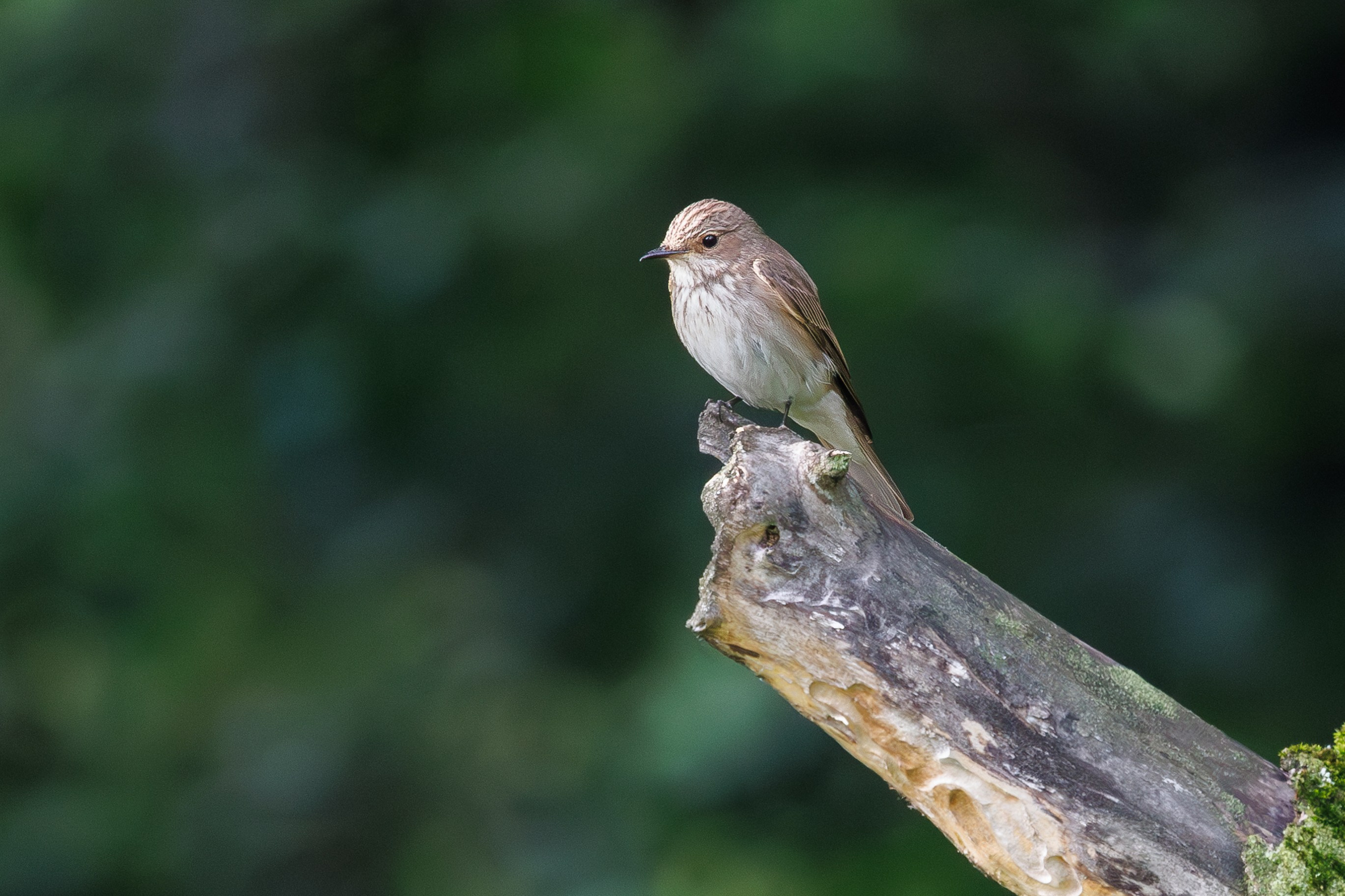Серая мухоловка,  г. Люберцы, парк "Центральный" Снято на Canon EOS R8, RF 600 mm f11.