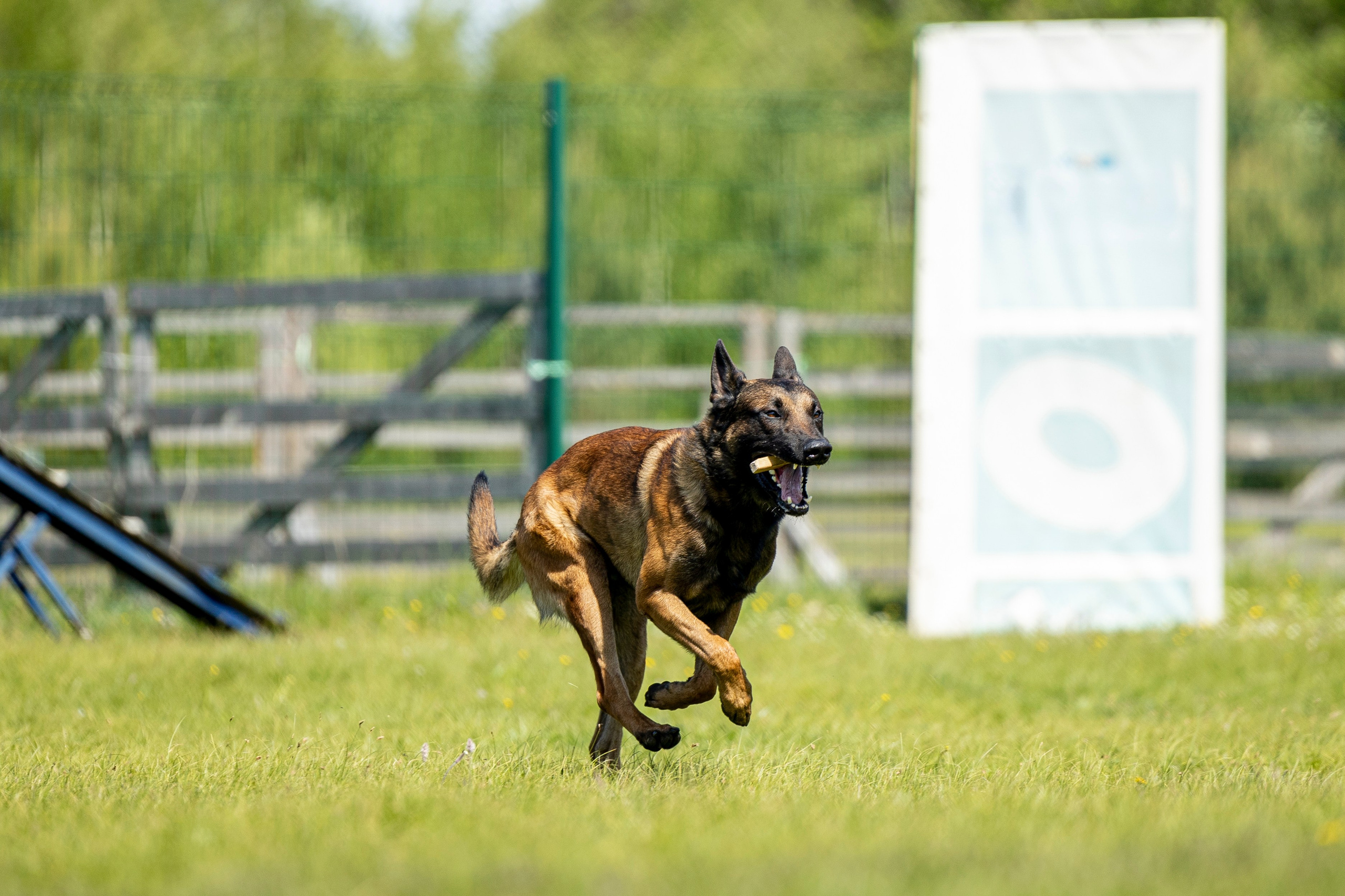 Испытания по мондьорингу в Нижнем Новгороде. Фотограф-анималист Анна Маринич