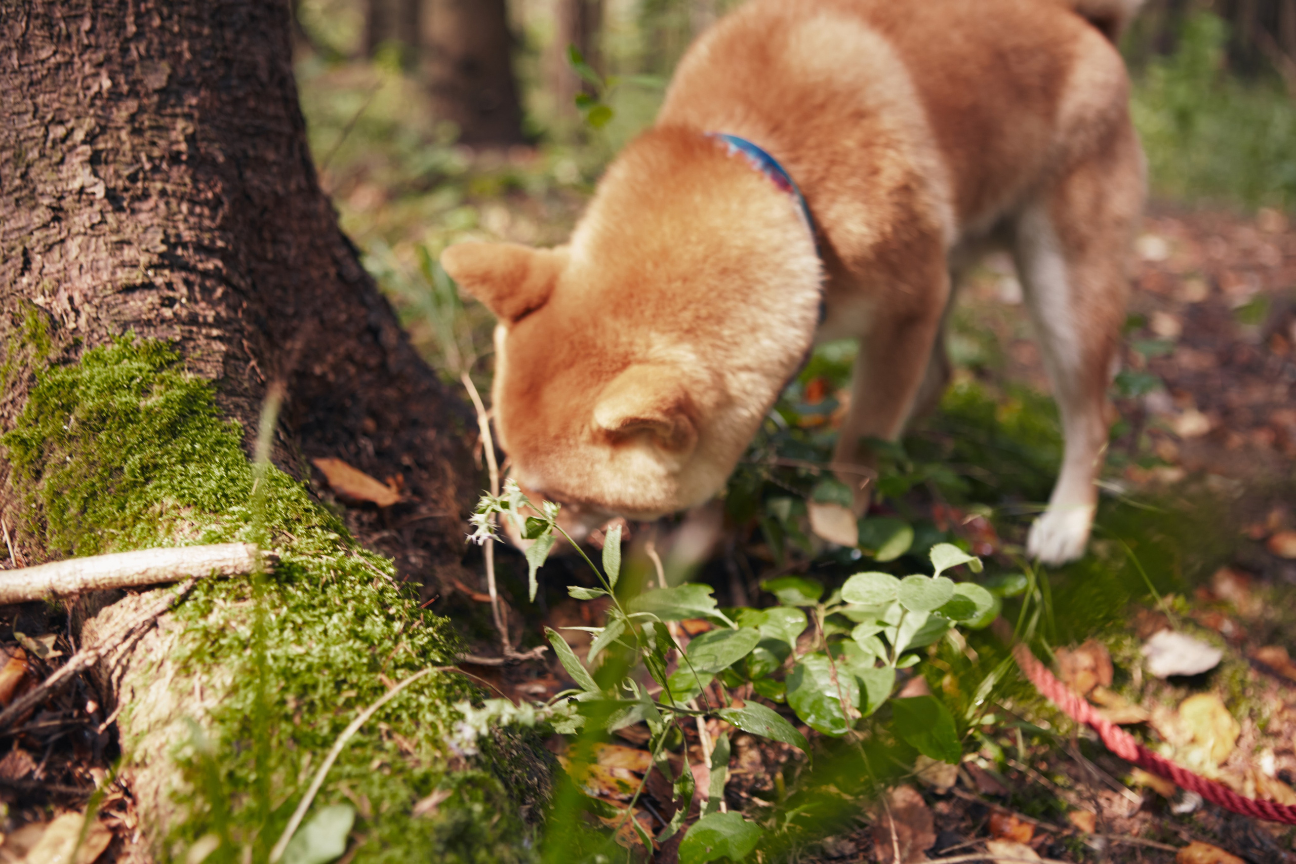 Katya & Rokki. Portrait, family and pet photographer in Cyprus, Ksenia Bourdelle