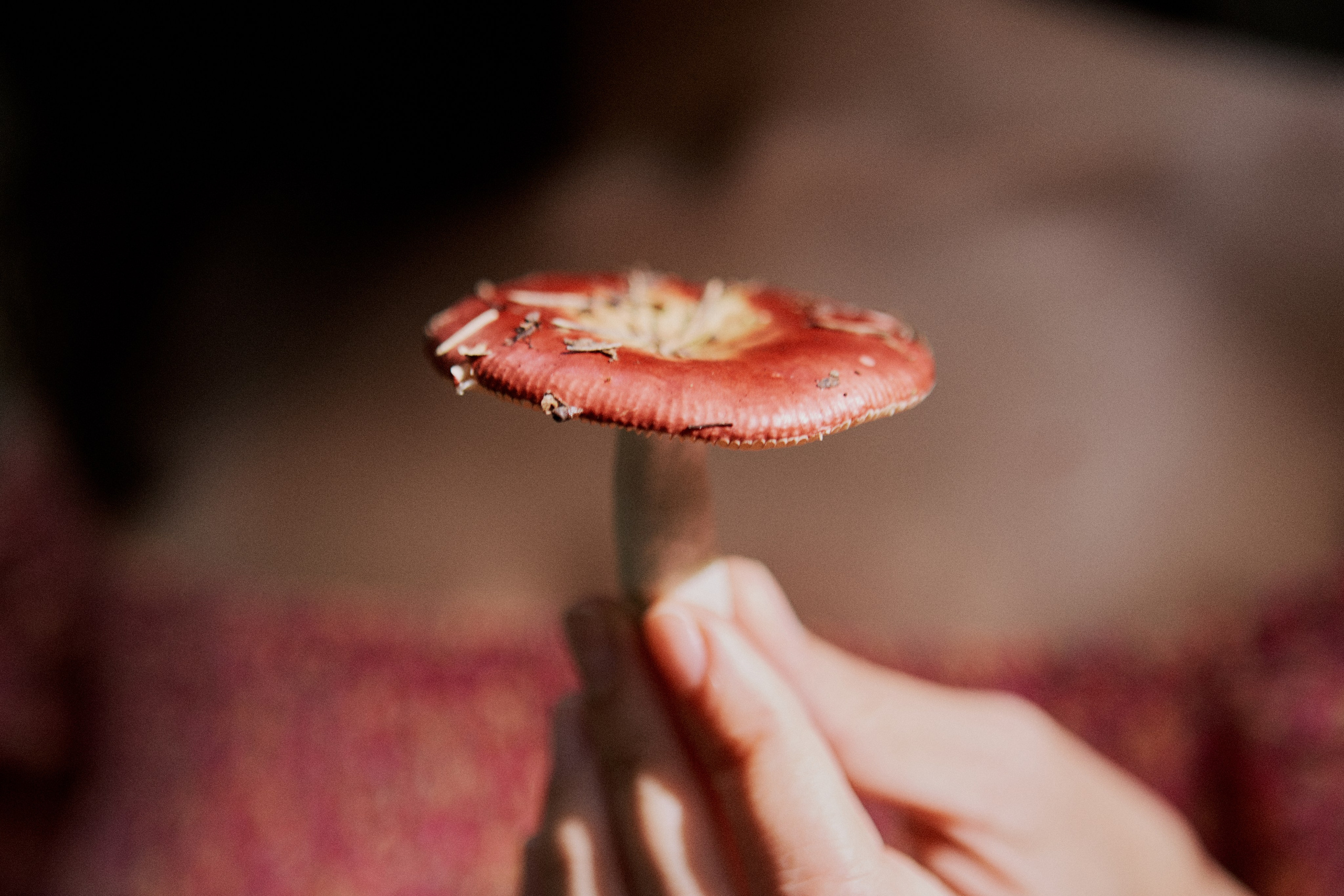 Masha. Portrait, family and pet photographer in Cyprus, Ksenia Bourdelle