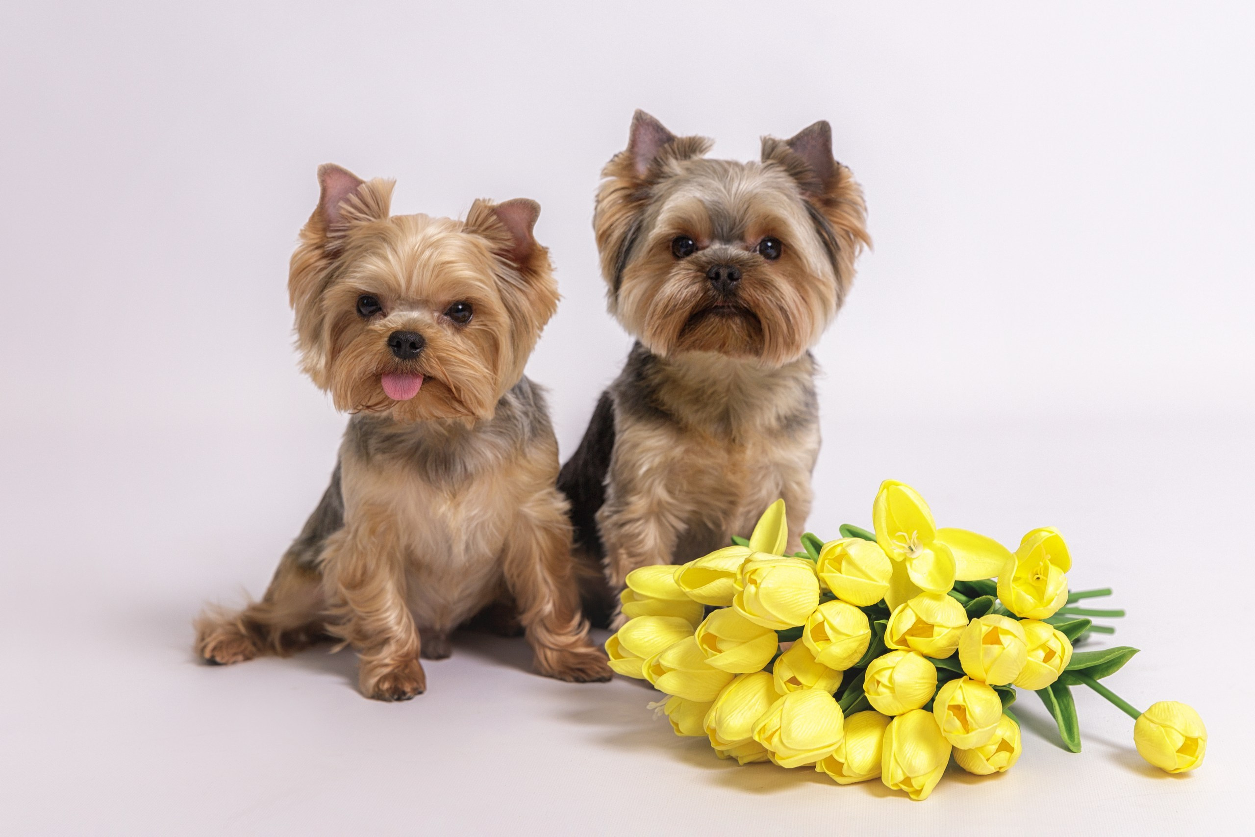 Аня, Тортик и Барри. Фотограф-анималист в Калуге Мария Шерскова