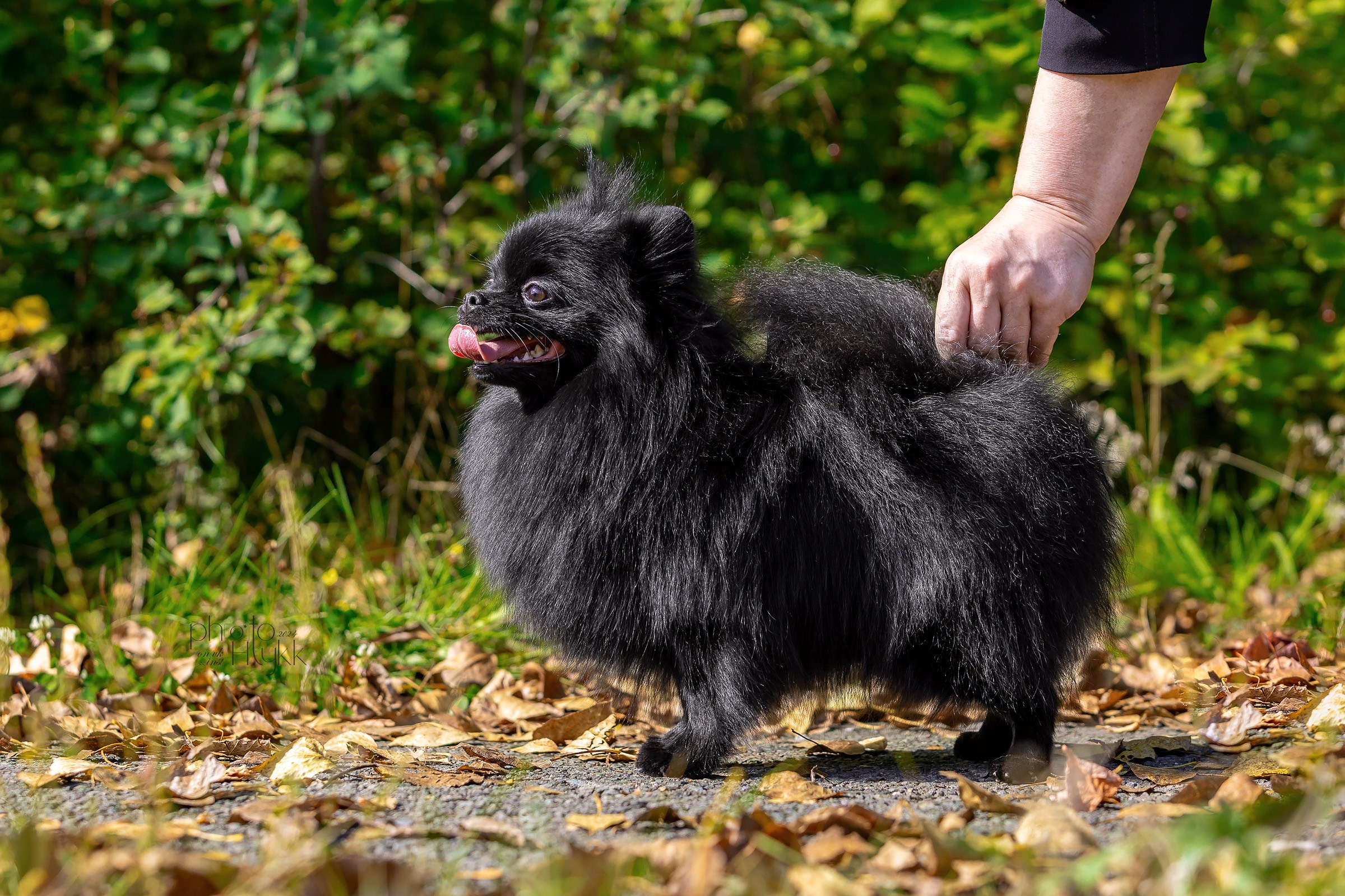 7 сентября 2024, Выставка СКОР, г. Пермь. Htykk_photo