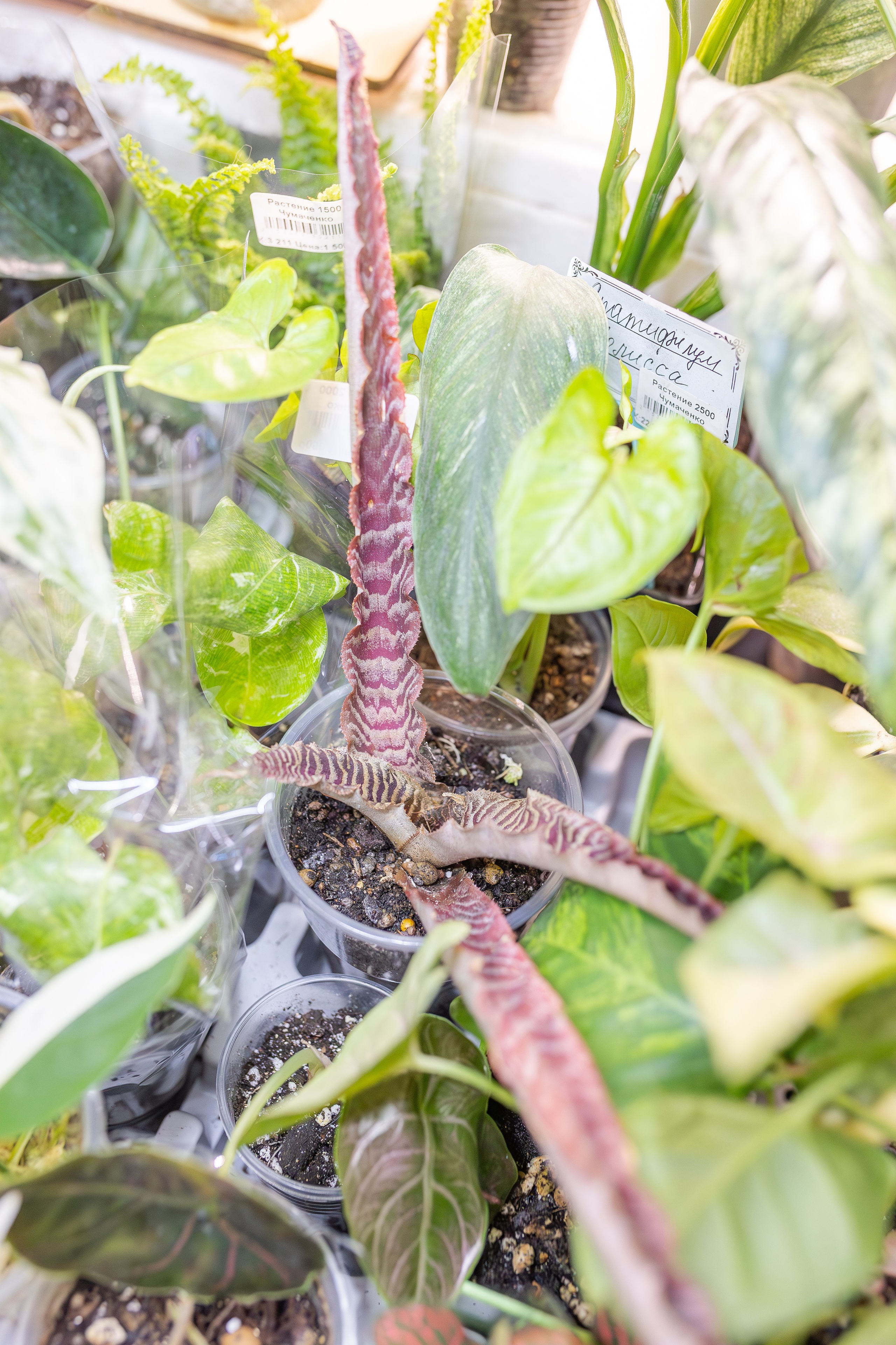 Монстериум апрель 2026. Александра Куликова фотограф, Москва