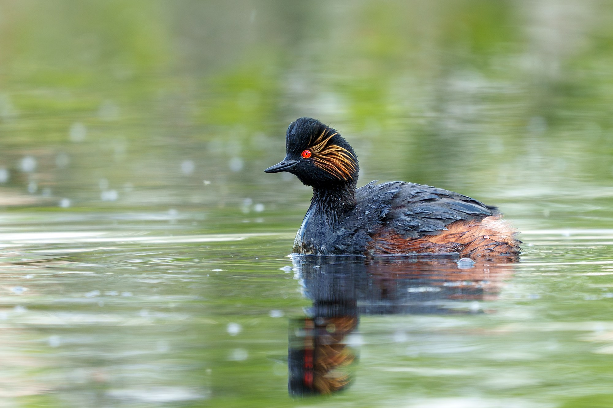 Удивительные мир птиц. Вокруг нас столько прекрасного — присмотритесь!. Ваш личный фотограф Марина Волкова