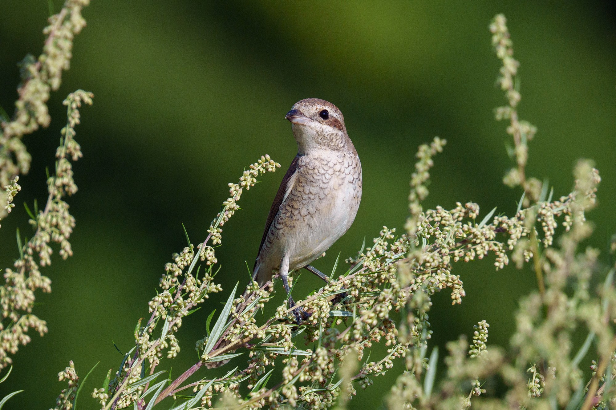 Удивительные мир птиц. Вокруг нас столько прекрасного — присмотритесь!. Ваш личный фотограф Марина Волкова