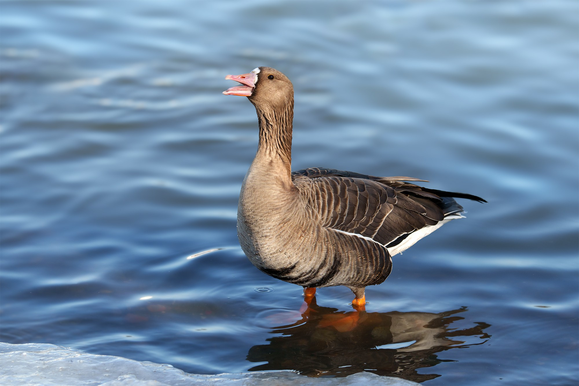 Удивительные мир птиц. Вокруг нас столько прекрасного — присмотритесь!. Ваш личный фотограф Марина Волкова