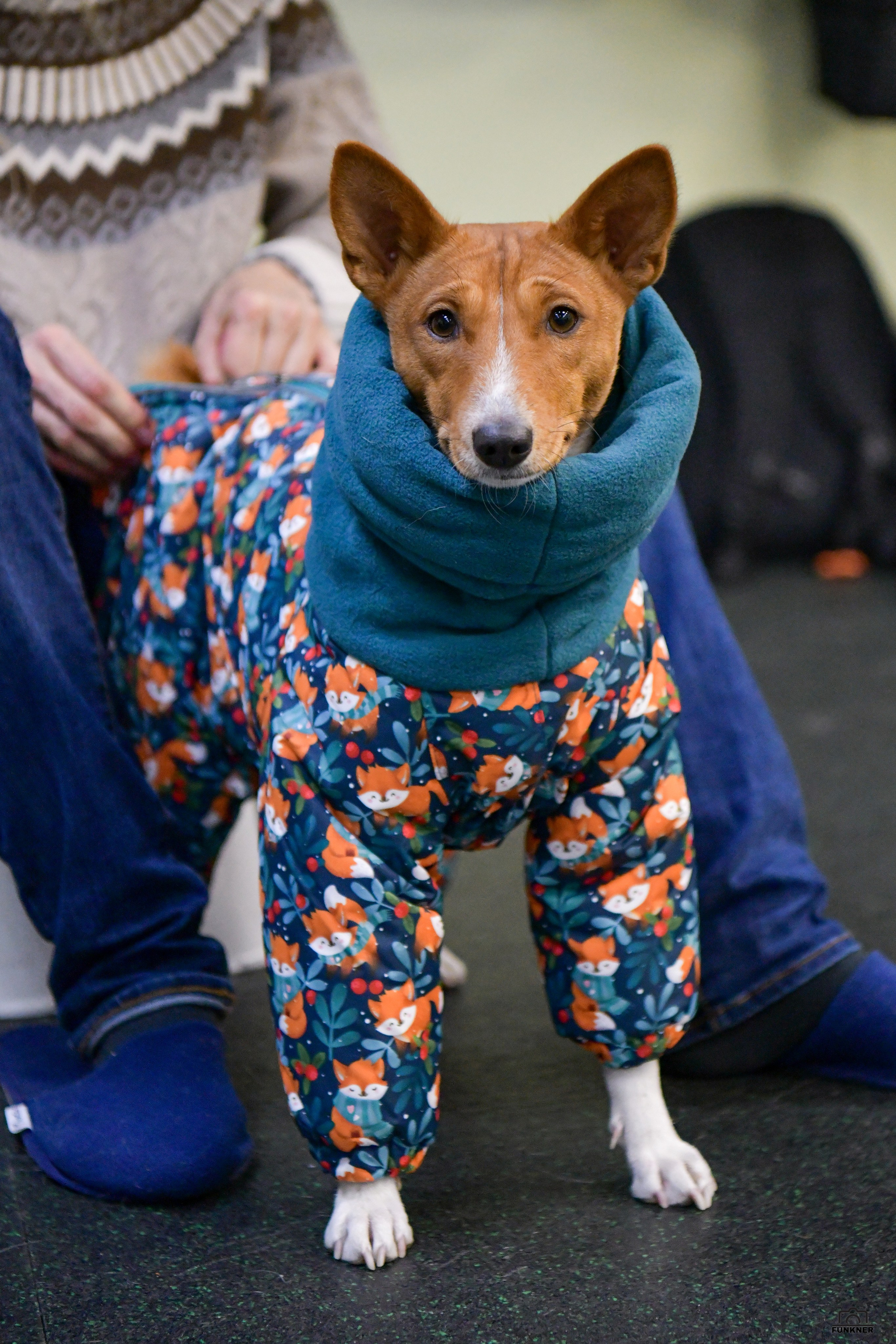 Кинологический клуб «Бодрый хвост». Свой взгляд через объектив