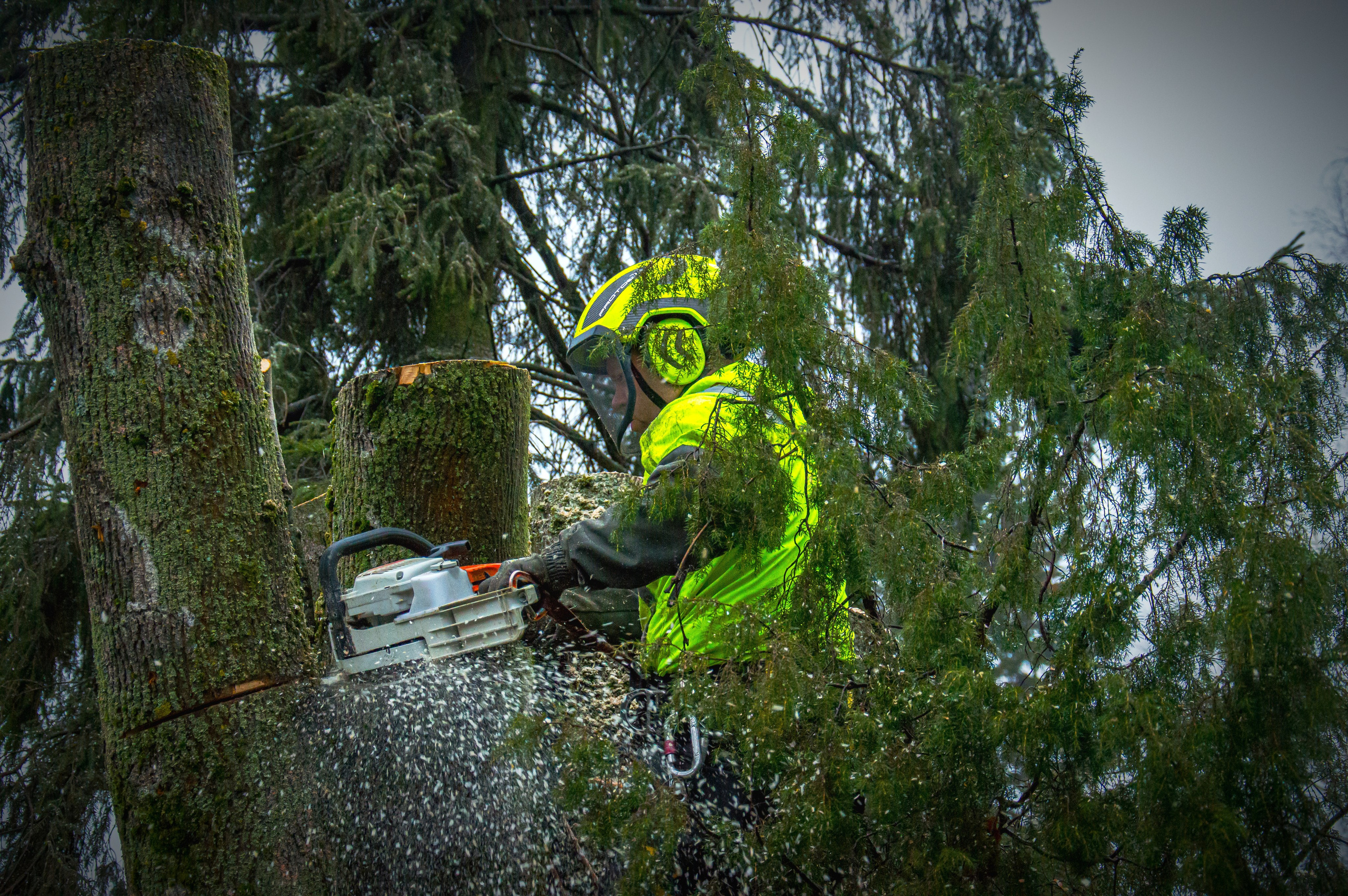 Спил деревьев. Аrbori Culturist
