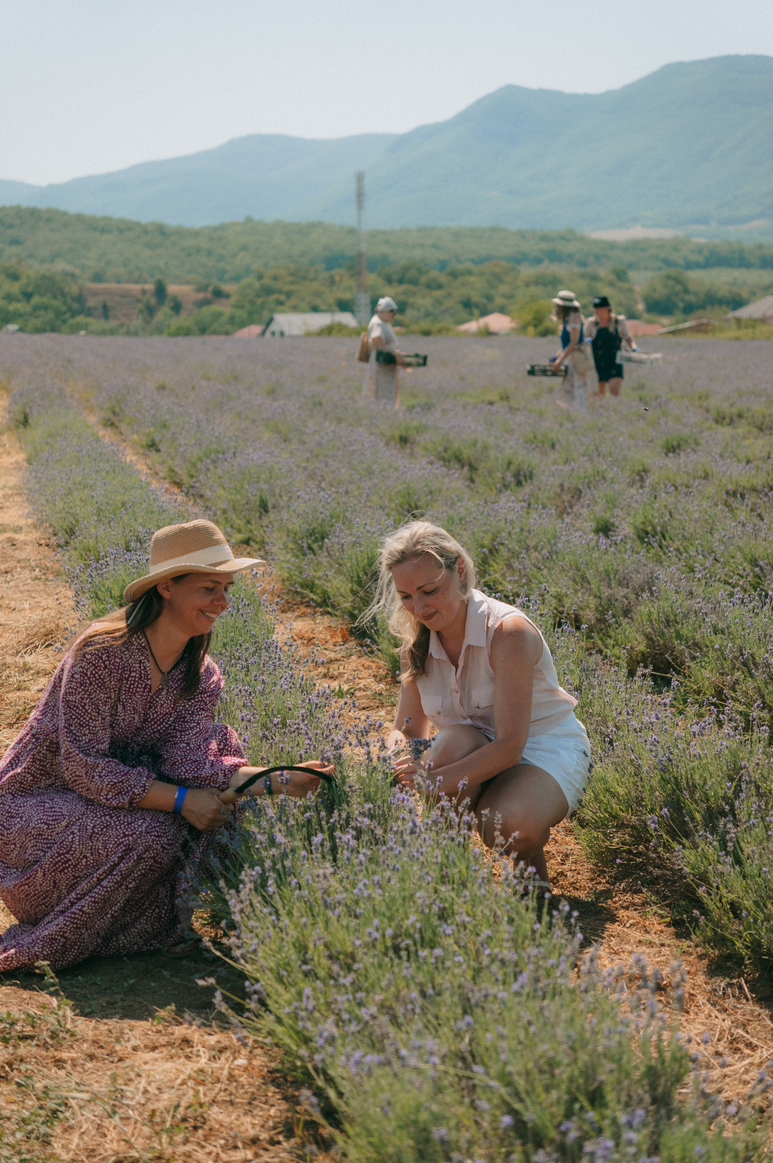 Сбор урожая | лавандовая ферма Viva Lavanda. Обо мне