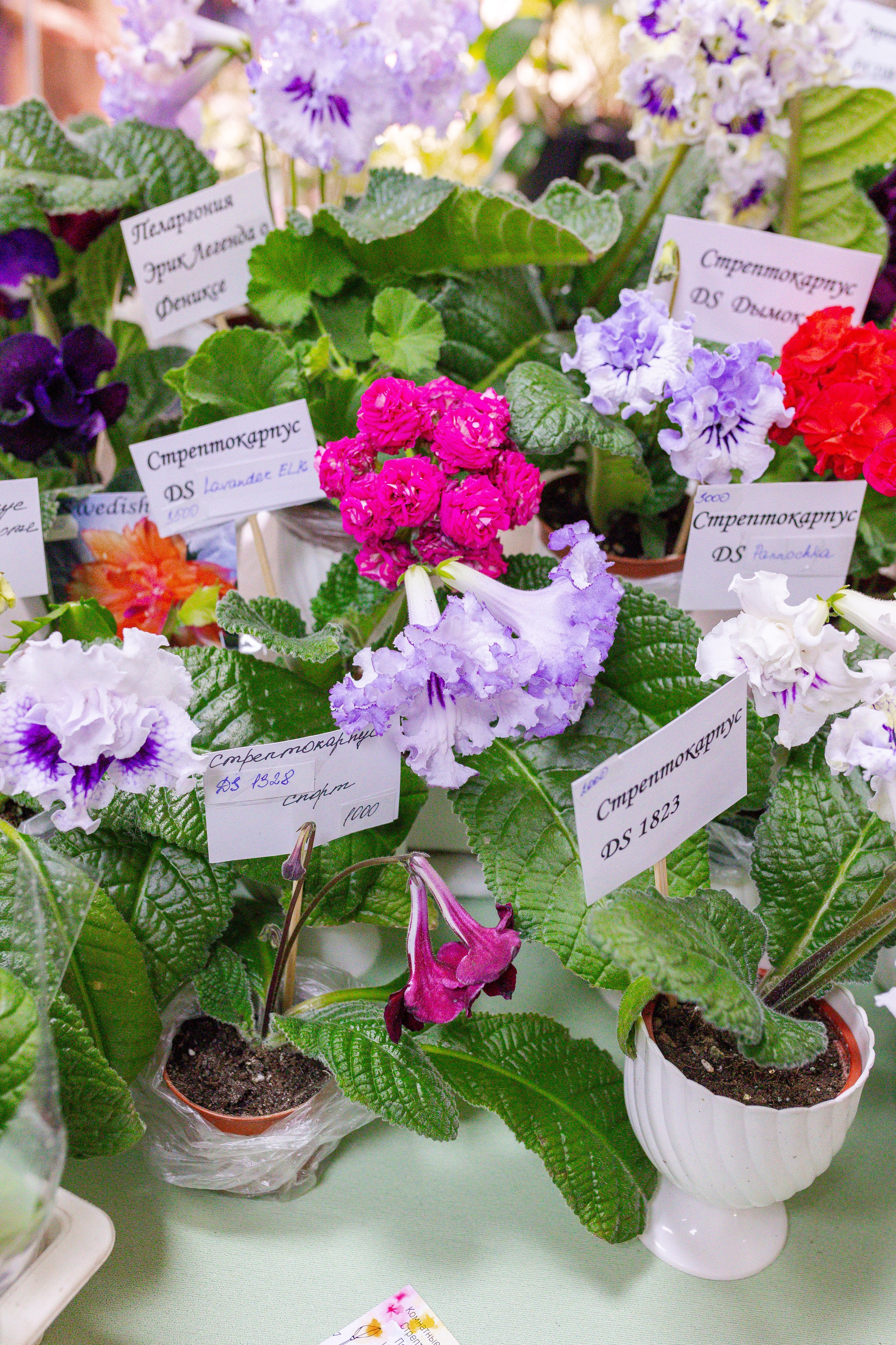 Орхидиум сентябрь 2025. Александра Куликова фотограф, Москва