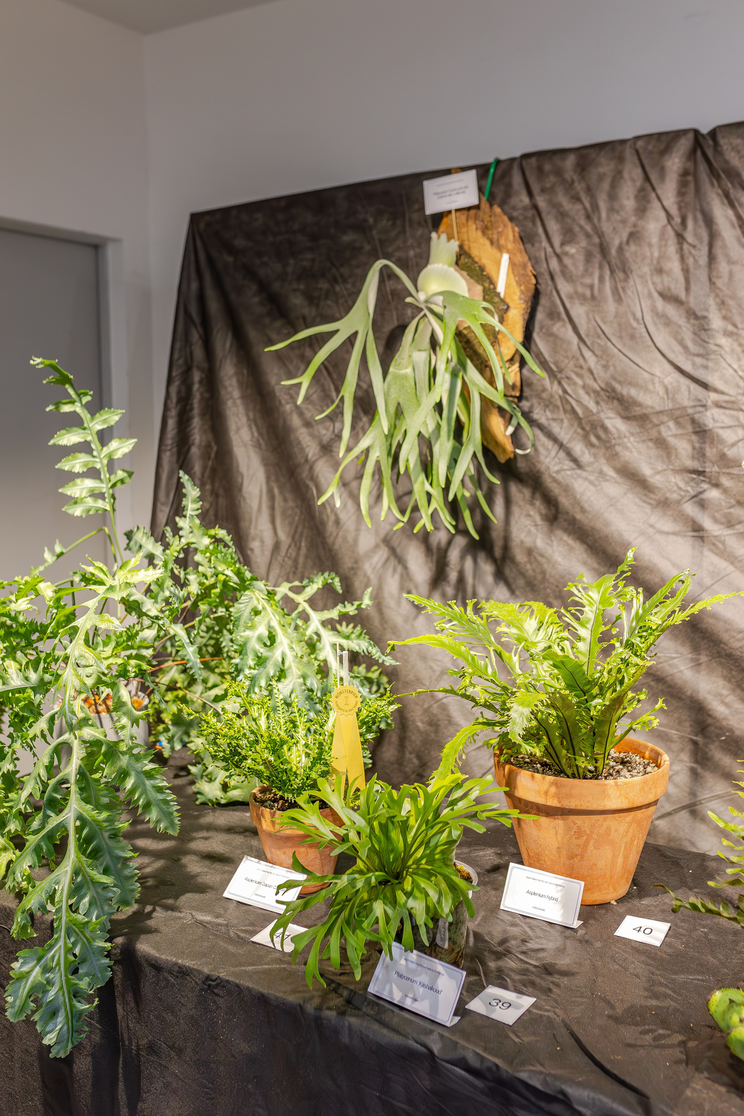 Монстериум апрель 2026. Александра Куликова фотограф, Москва