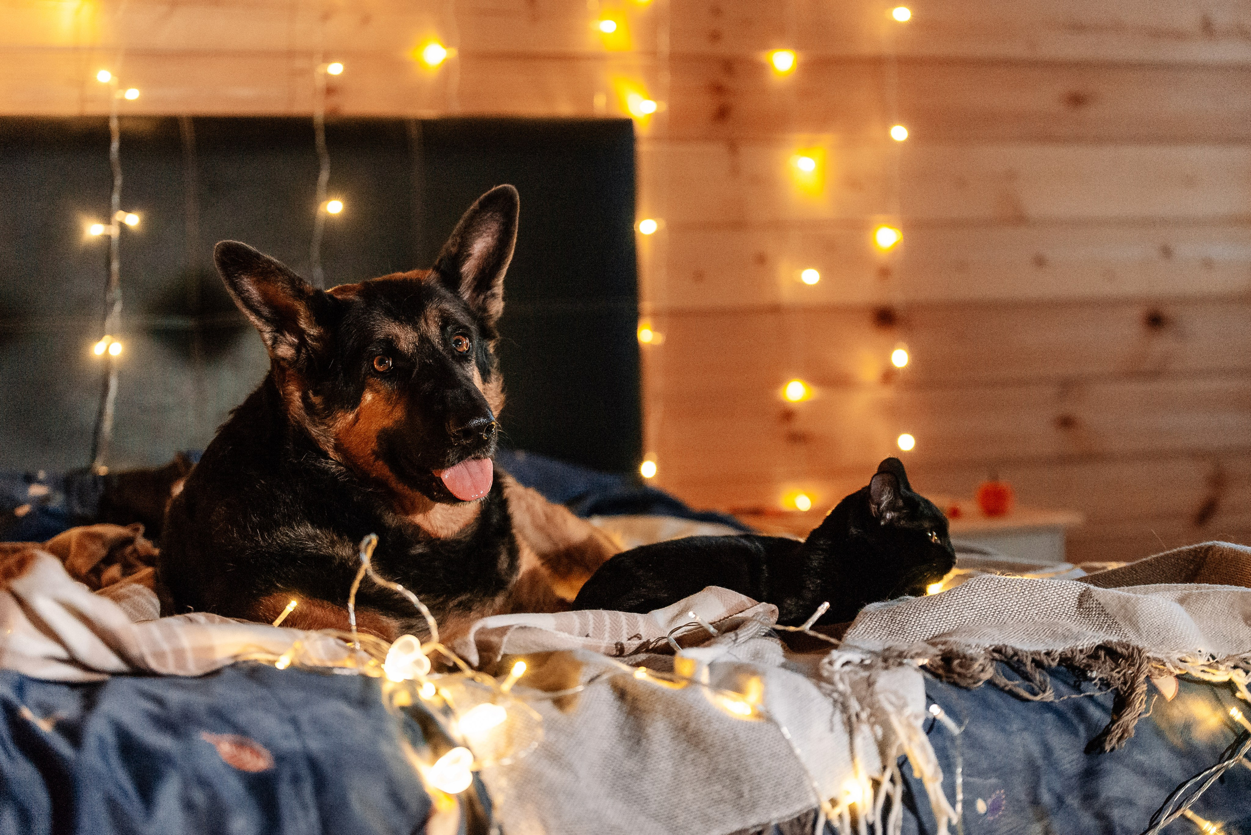 Светлана, Альфа и кошки ✨. Фотограф-анималист Анастасия Парфенова|Екатеринбург