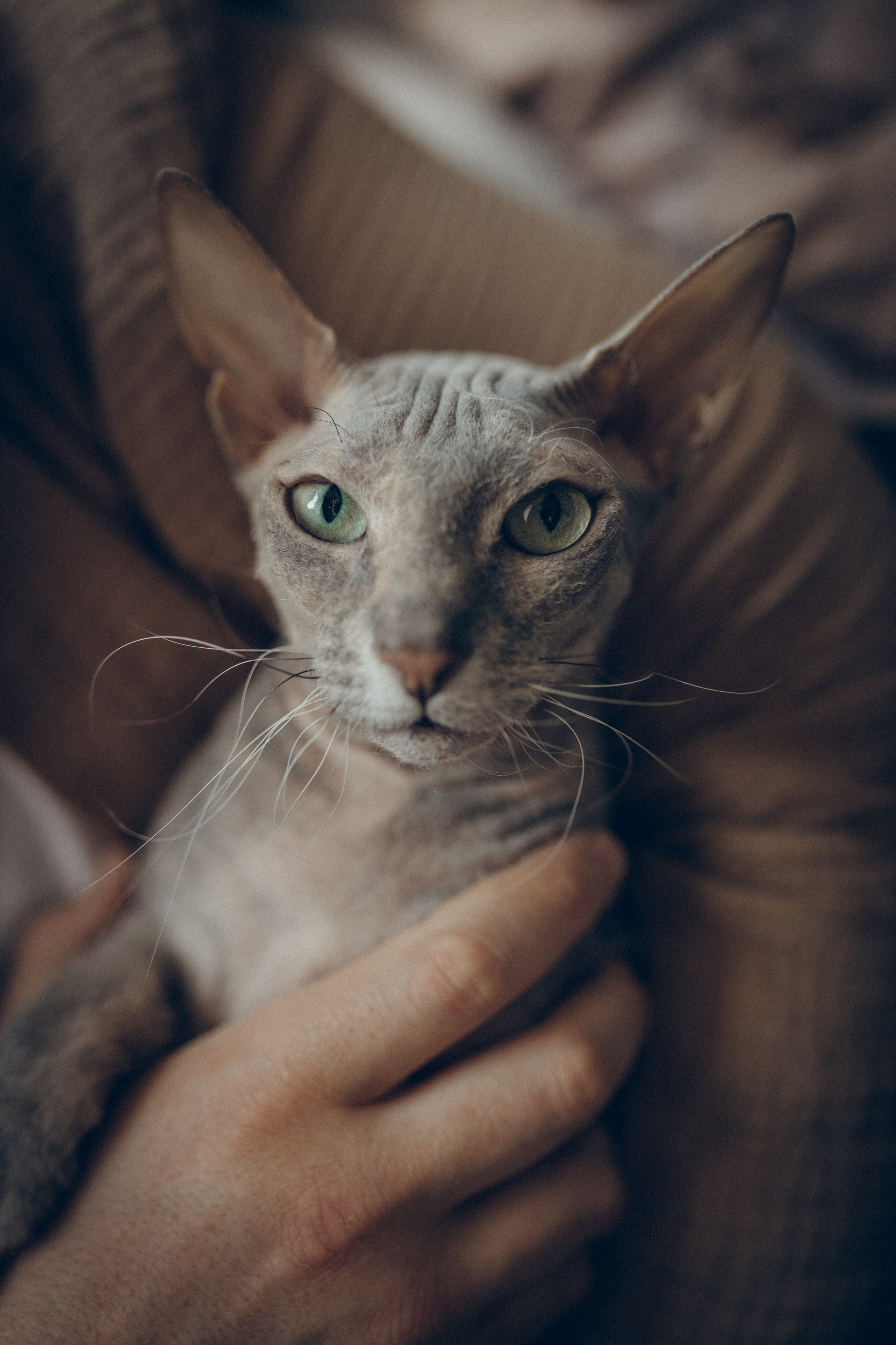 Света, Женя, Кирилл и Мышка. Семейный фотограф и фотограф на роды в Ростове-на-Дону Мухина Виктория