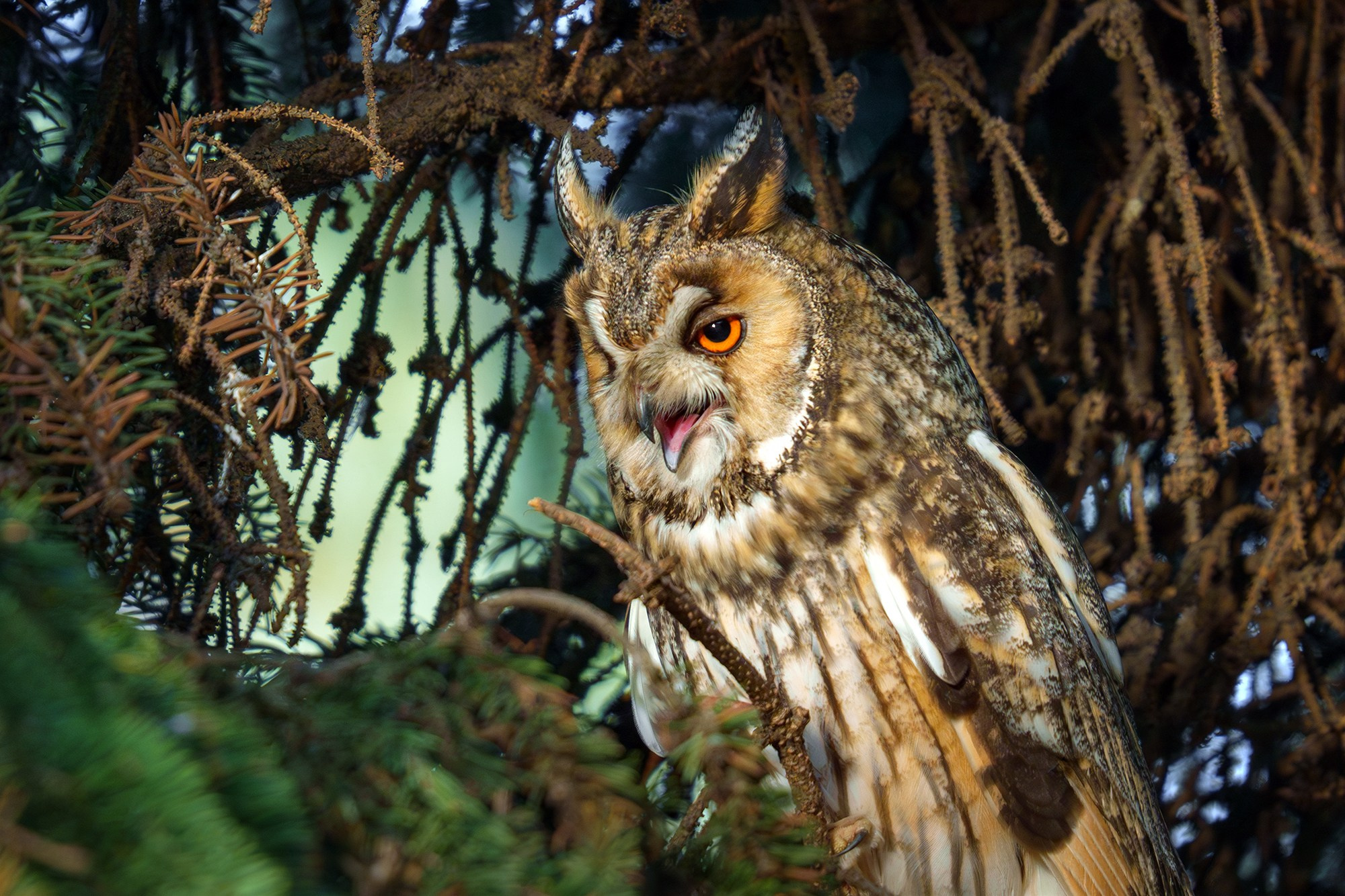 Удивительные мир птиц. Вокруг нас столько прекрасного — присмотритесь!. Ваш личный фотограф Марина Волкова