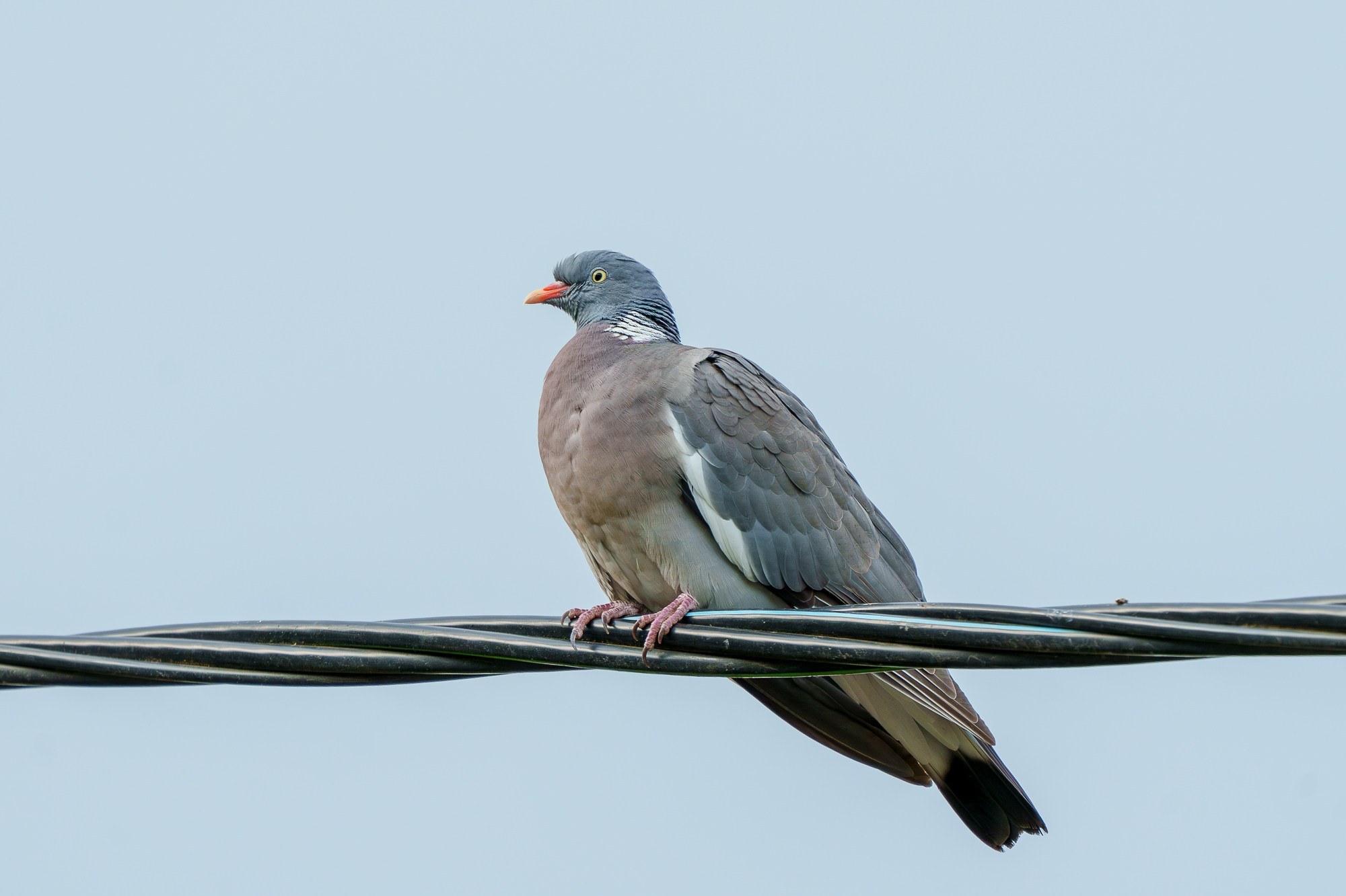 Удивительные мир птиц. Вокруг нас столько прекрасного — присмотритесь!. Ваш личный фотограф Марина Волкова