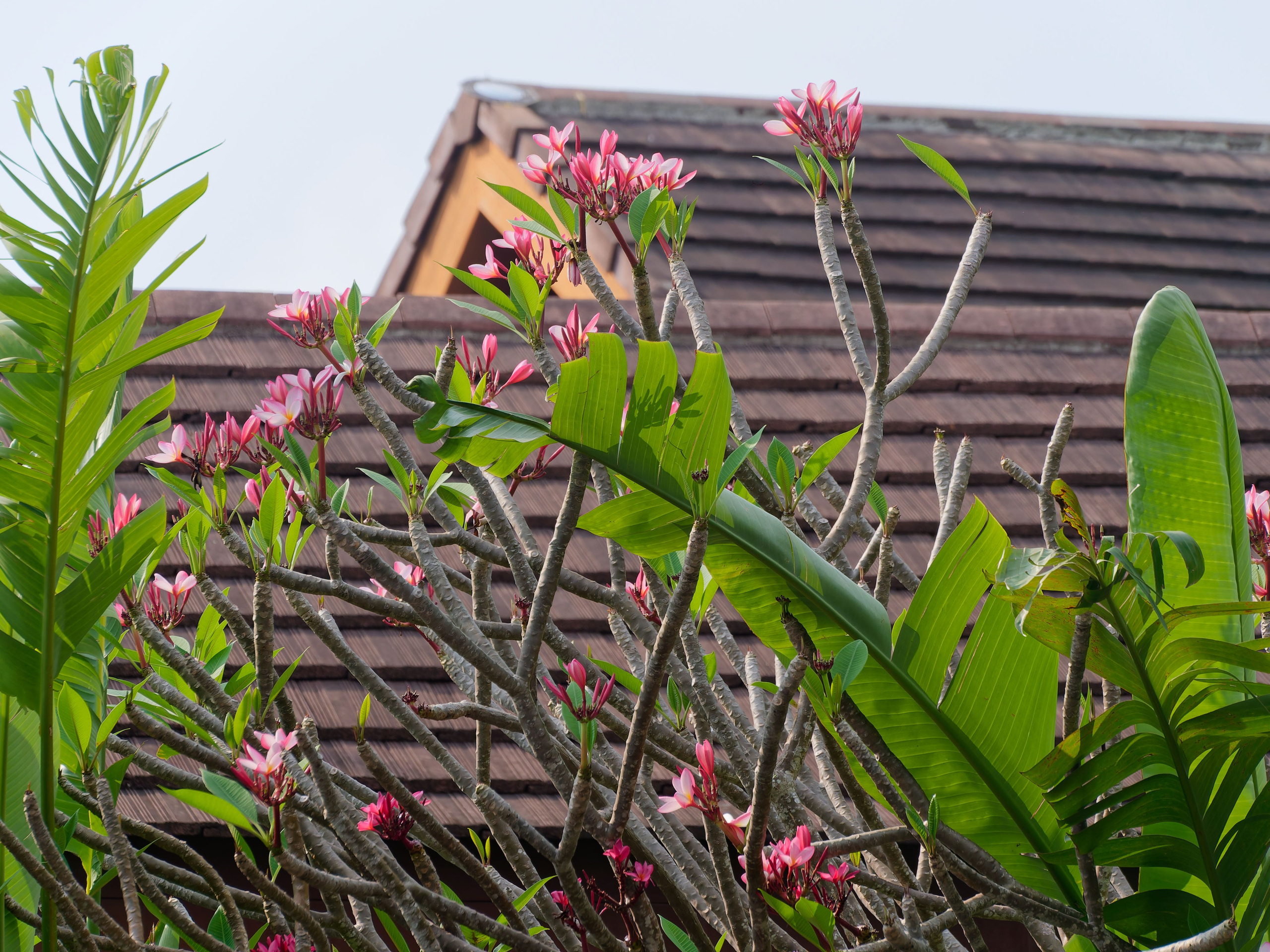 Хайнань 2026, отель «Stony Brook Villa Jianguo Resort Sanya 4*». Фотопрогулки по Миру