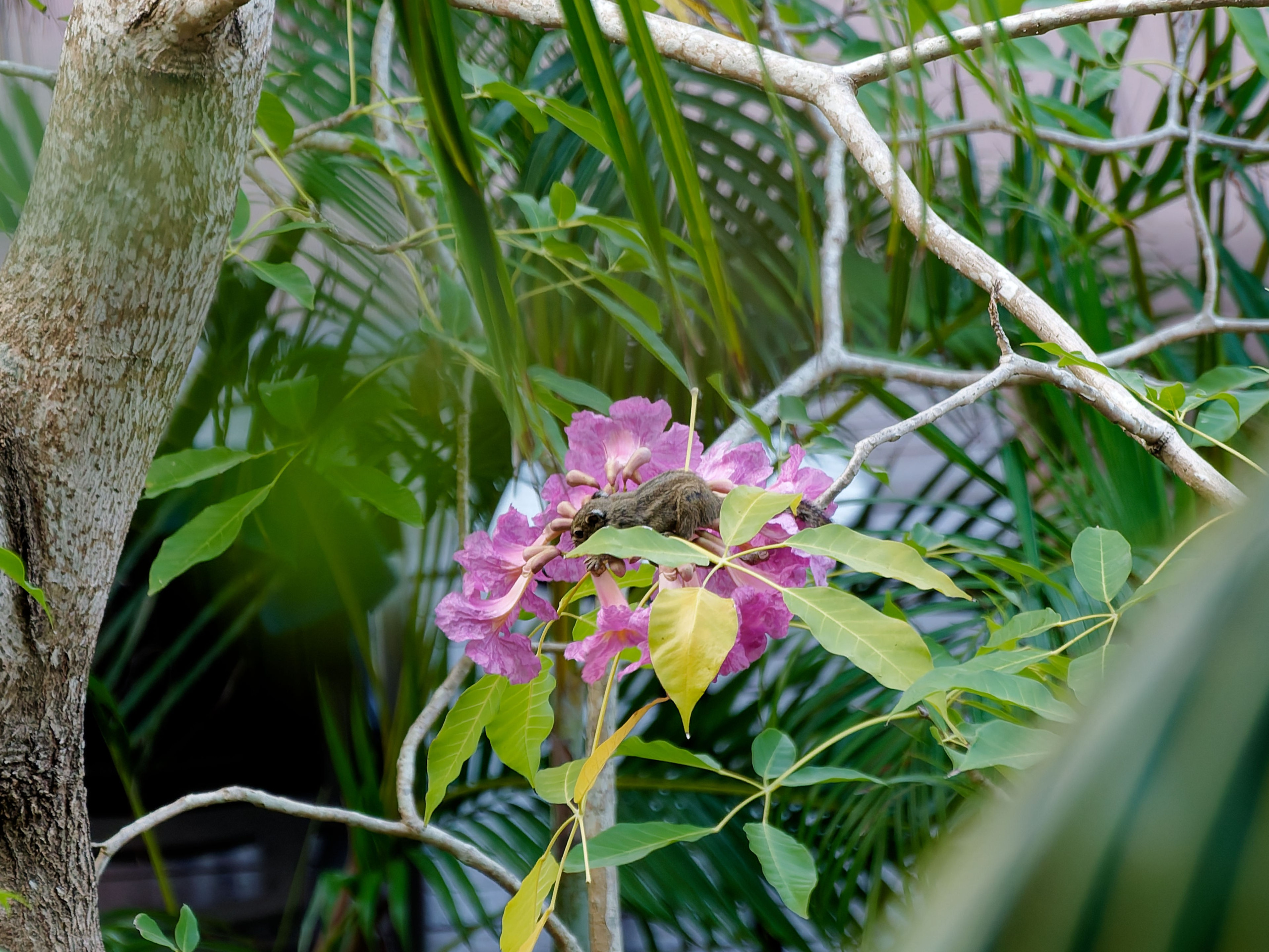 Хайнань 2026, отель «Stony Brook Villa Jianguo Resort Sanya 4*». Фотопрогулки по Миру