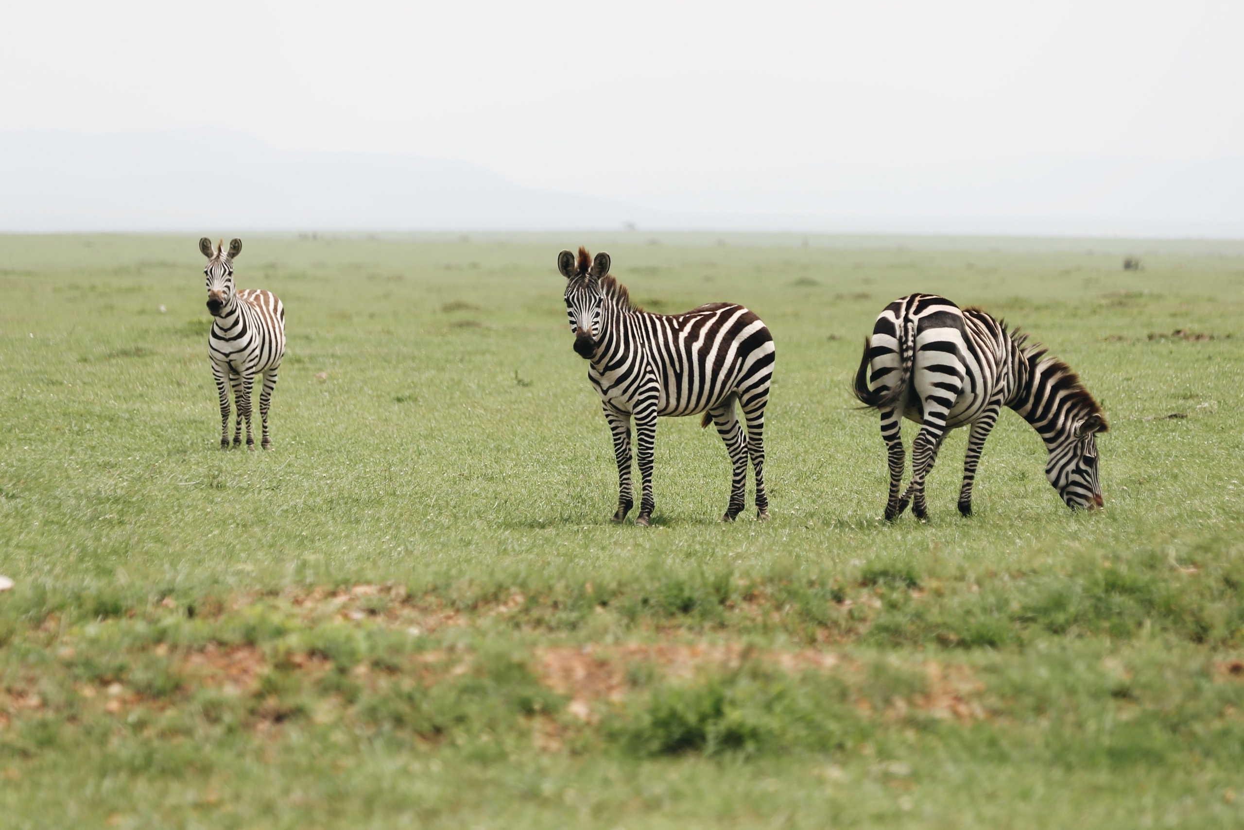 Kenya. Safari. Ekaterina Buneeva Photography