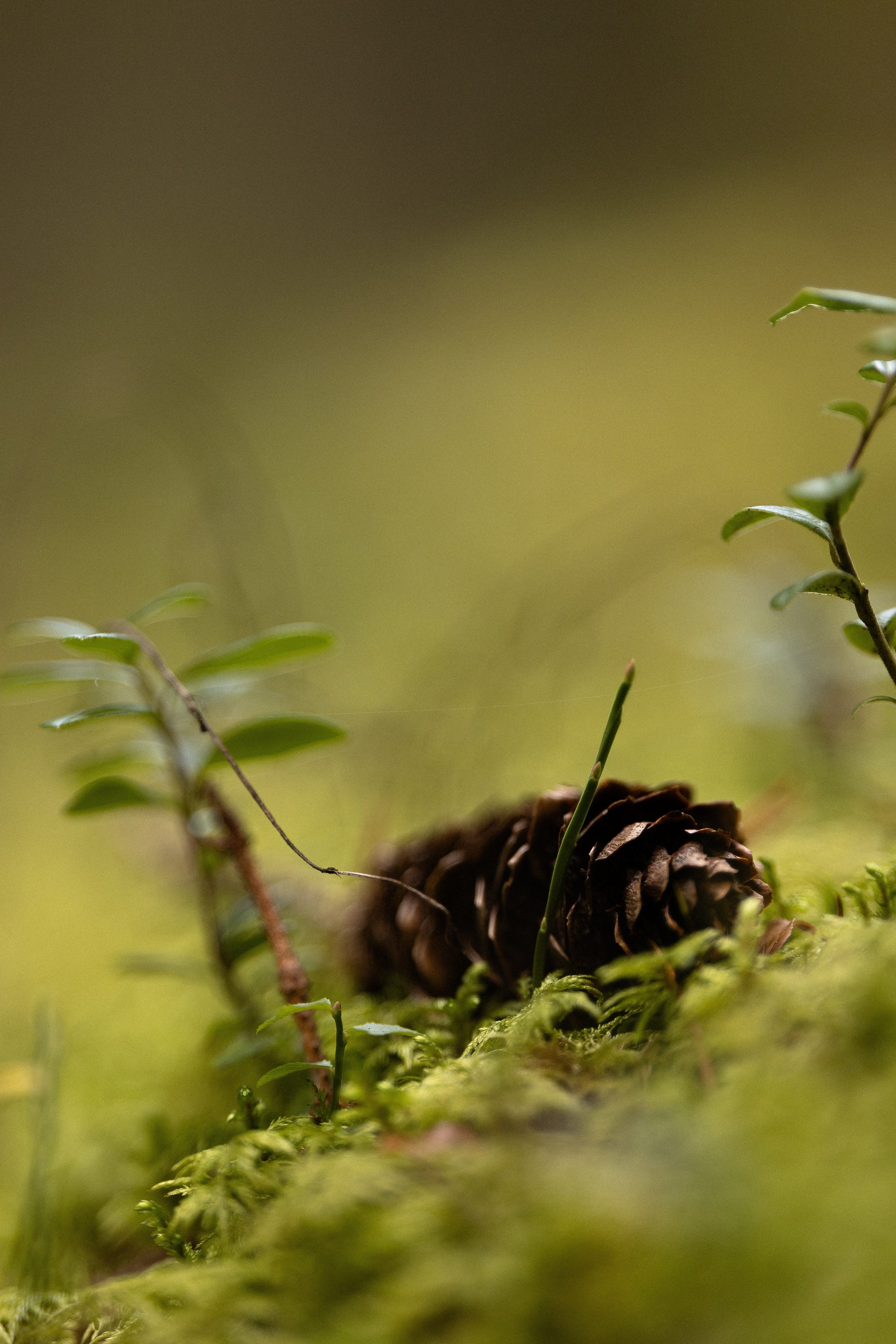 Karelia. Фотограф и видеограф анималист Аганина Дарья