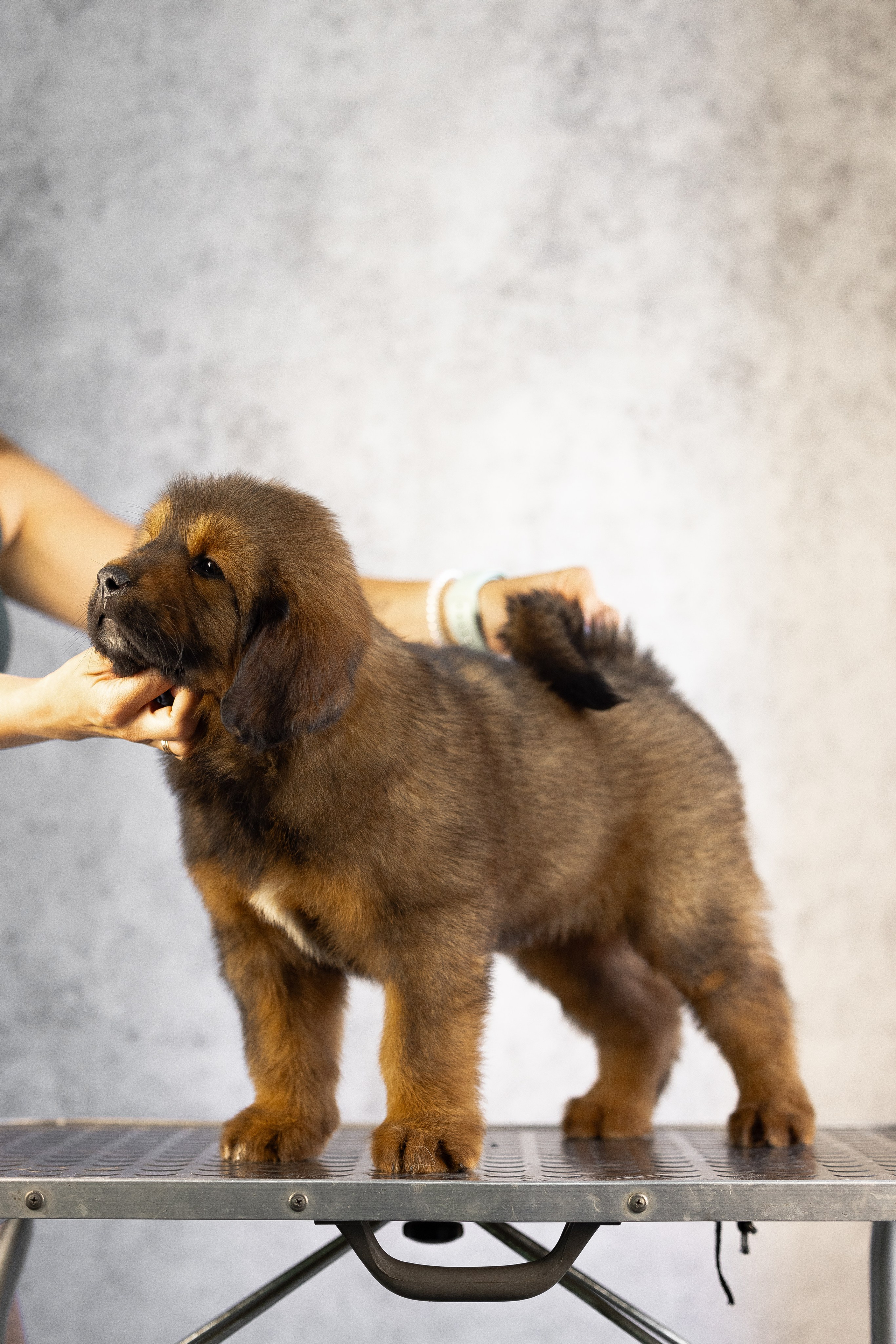 Тибетский мастиф. Фотограф и видеограф анималист Аганина Дарья