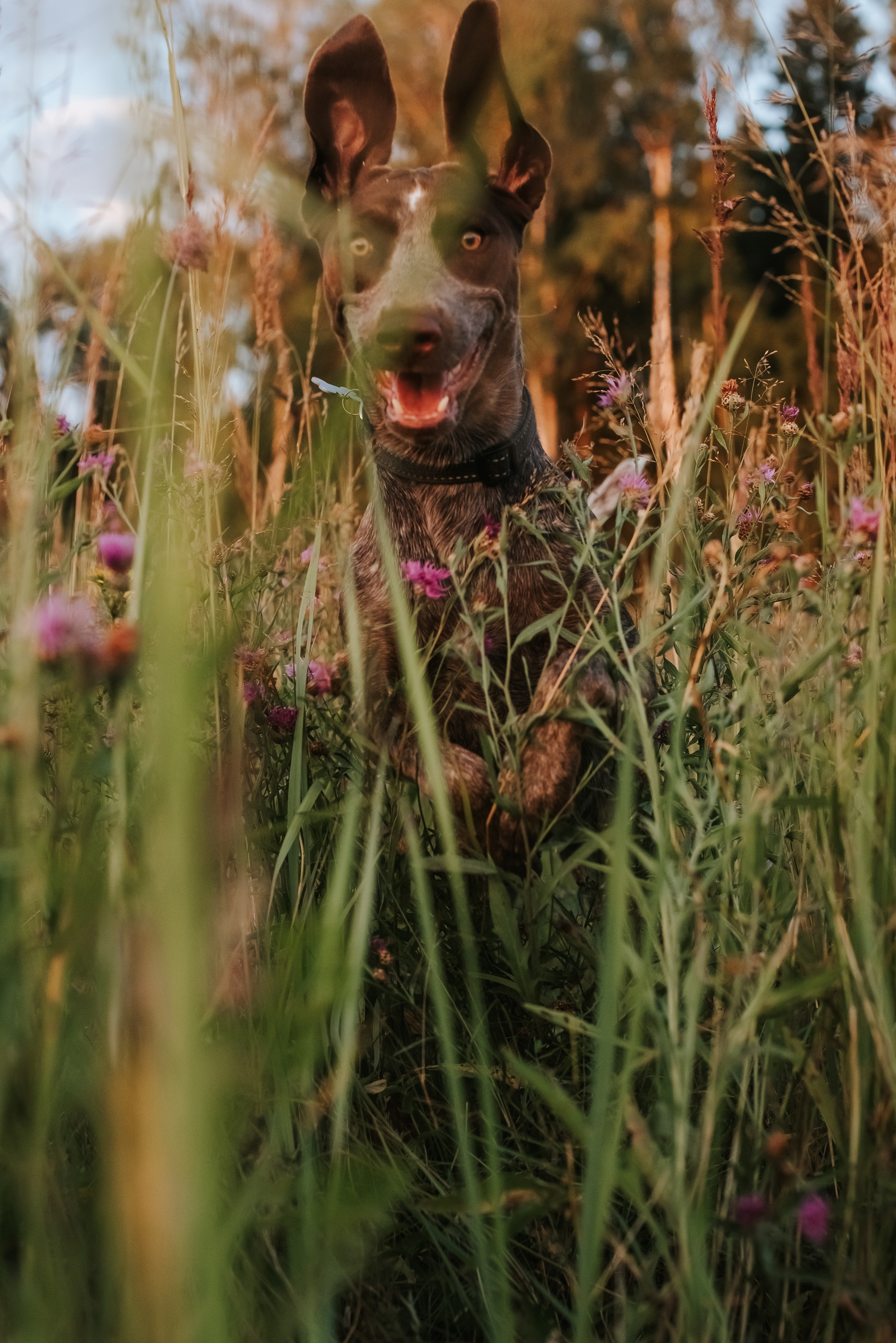 Витя и Кофи. Фотограф-анималист Валерия, Москва, Мытищи