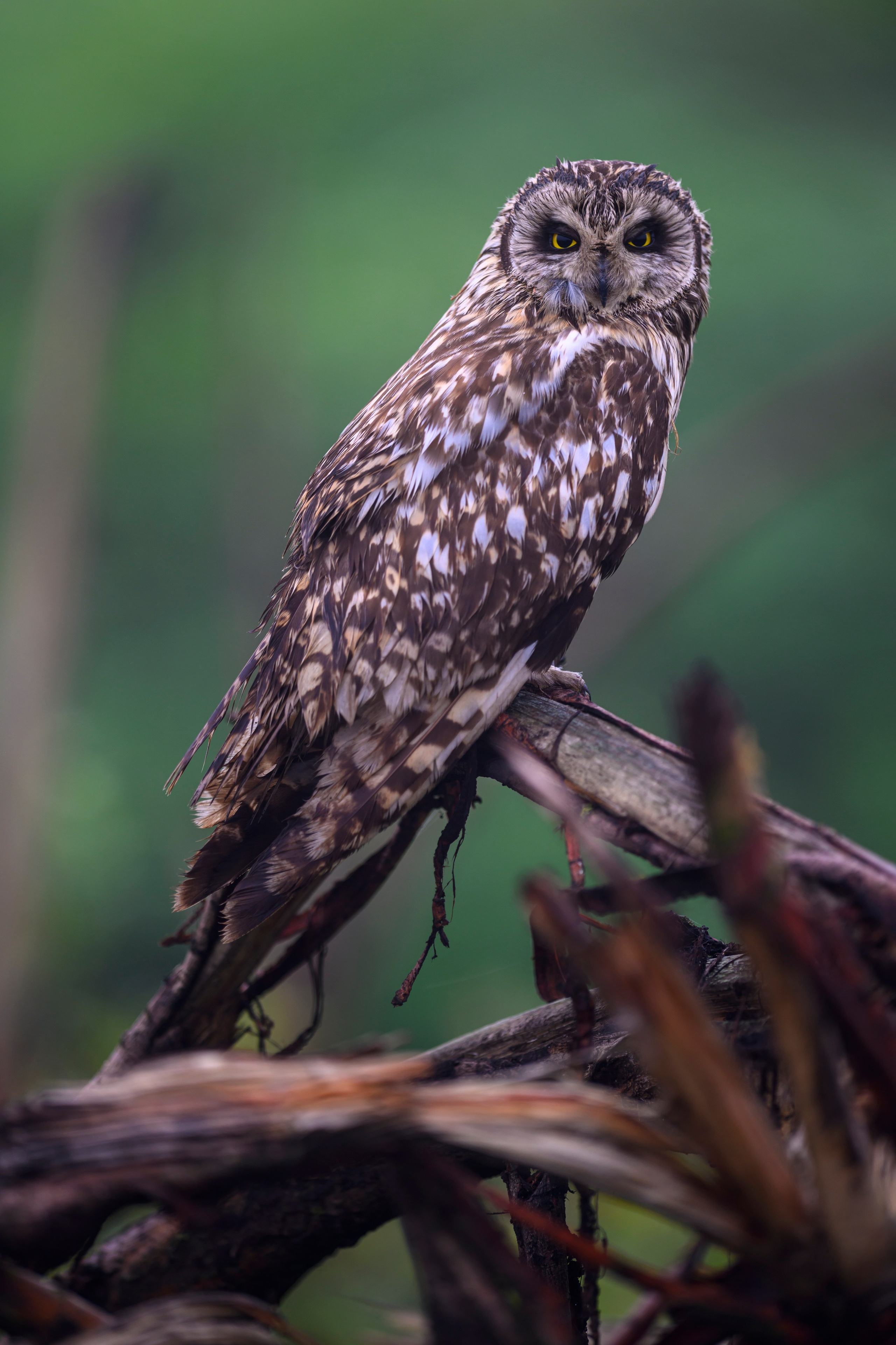 Сова вернулась. The owl has returned. Wildlife photography by Sergey Puponin