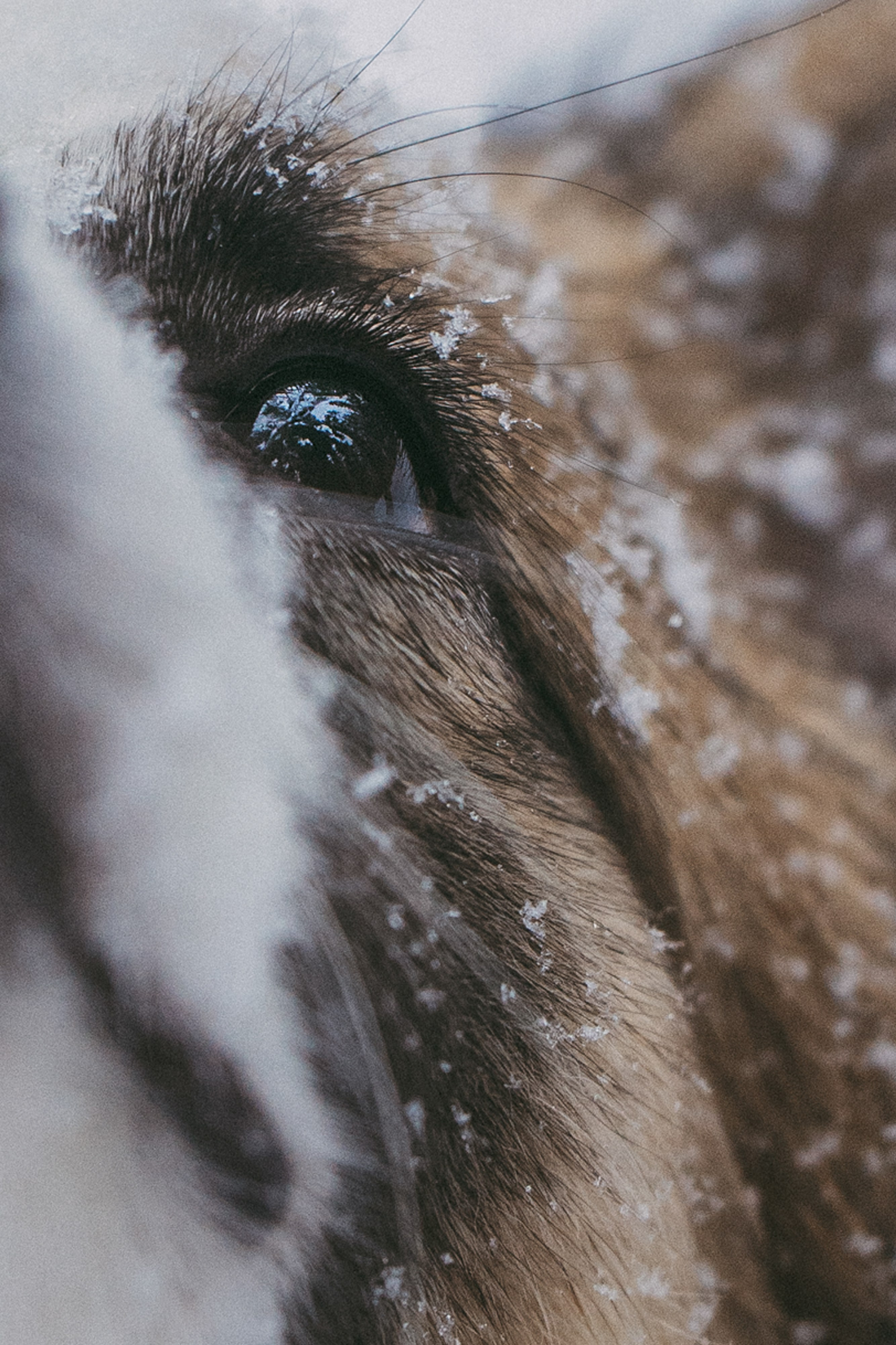 Катя, Анатолий и Елай. Фотограф анималист в Москве и Санкт-Петербурге Свиридова Анна
