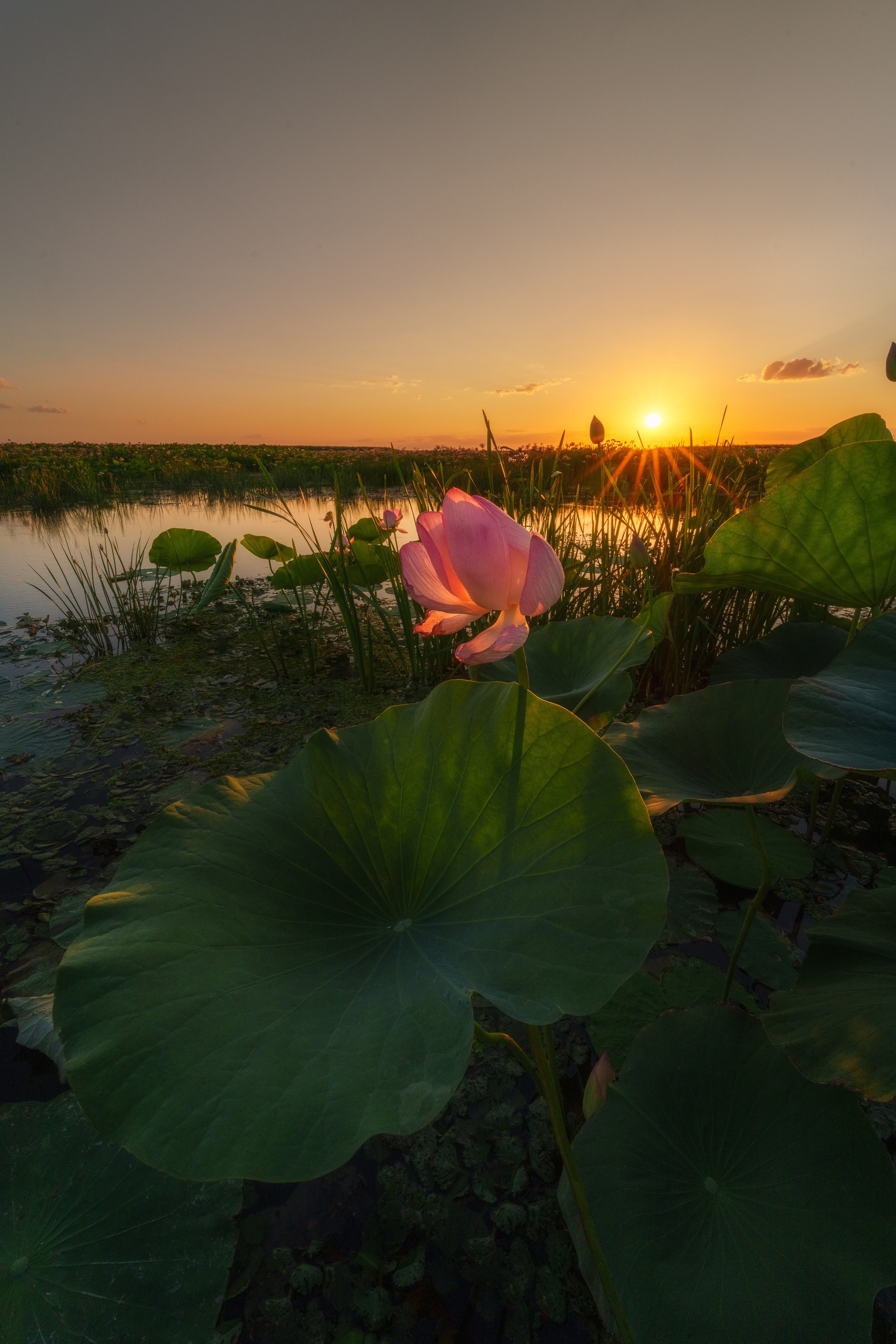 Золотые лотосы. Июль