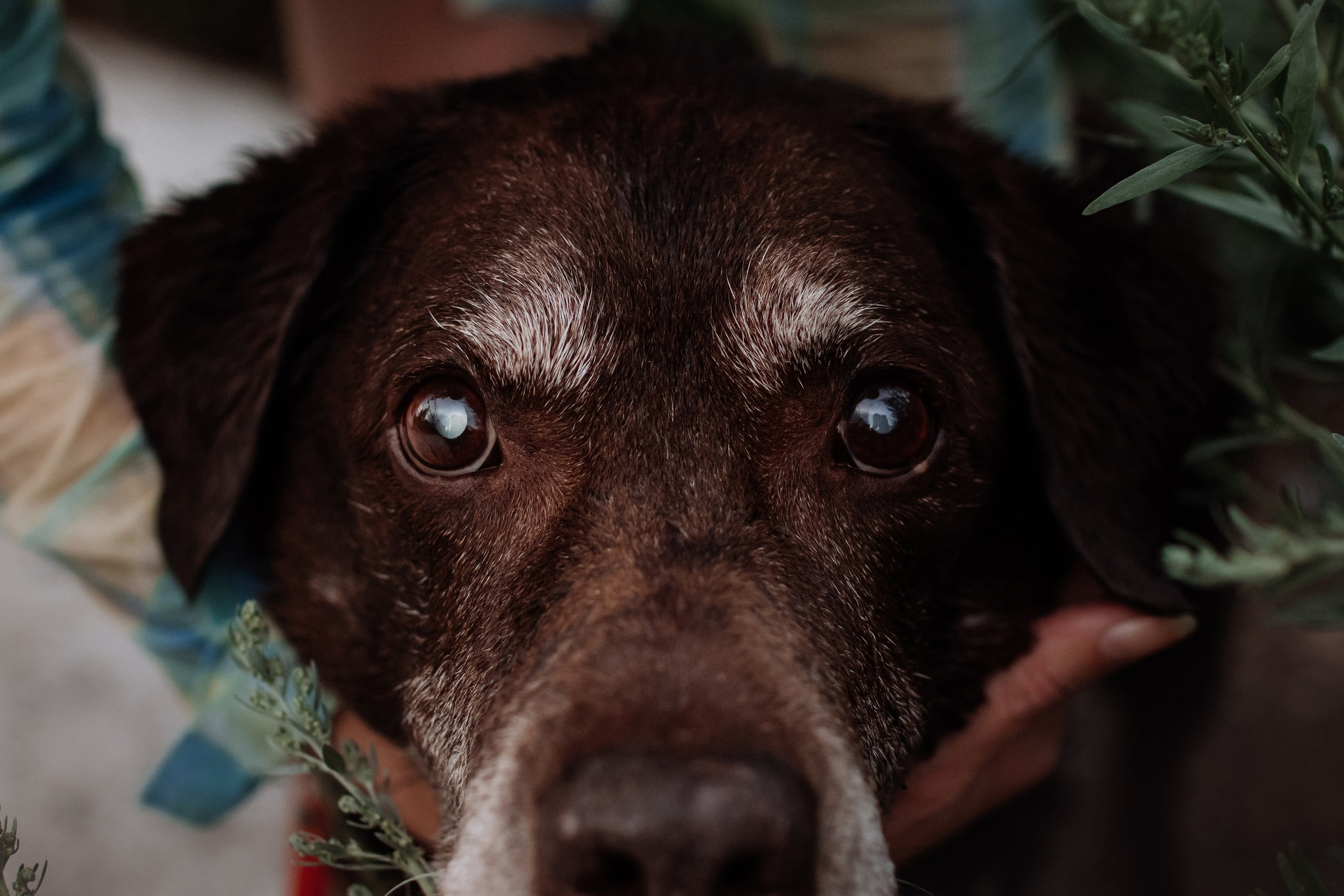 Юля и Свити. Фотограф Наталья Потапова