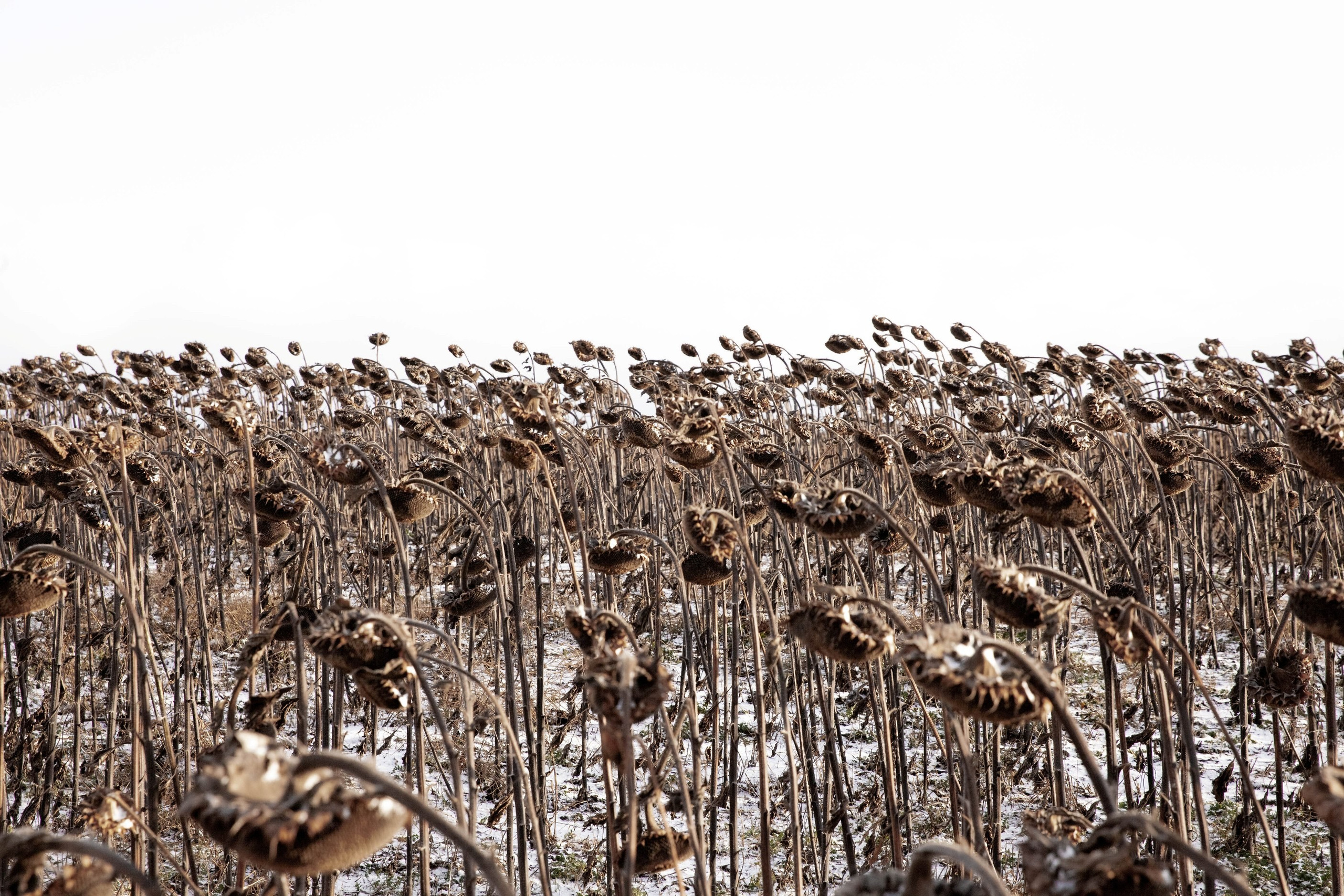 Природа и пейзажи / Nature and landscapes. Visual artist Olga Burmistrova