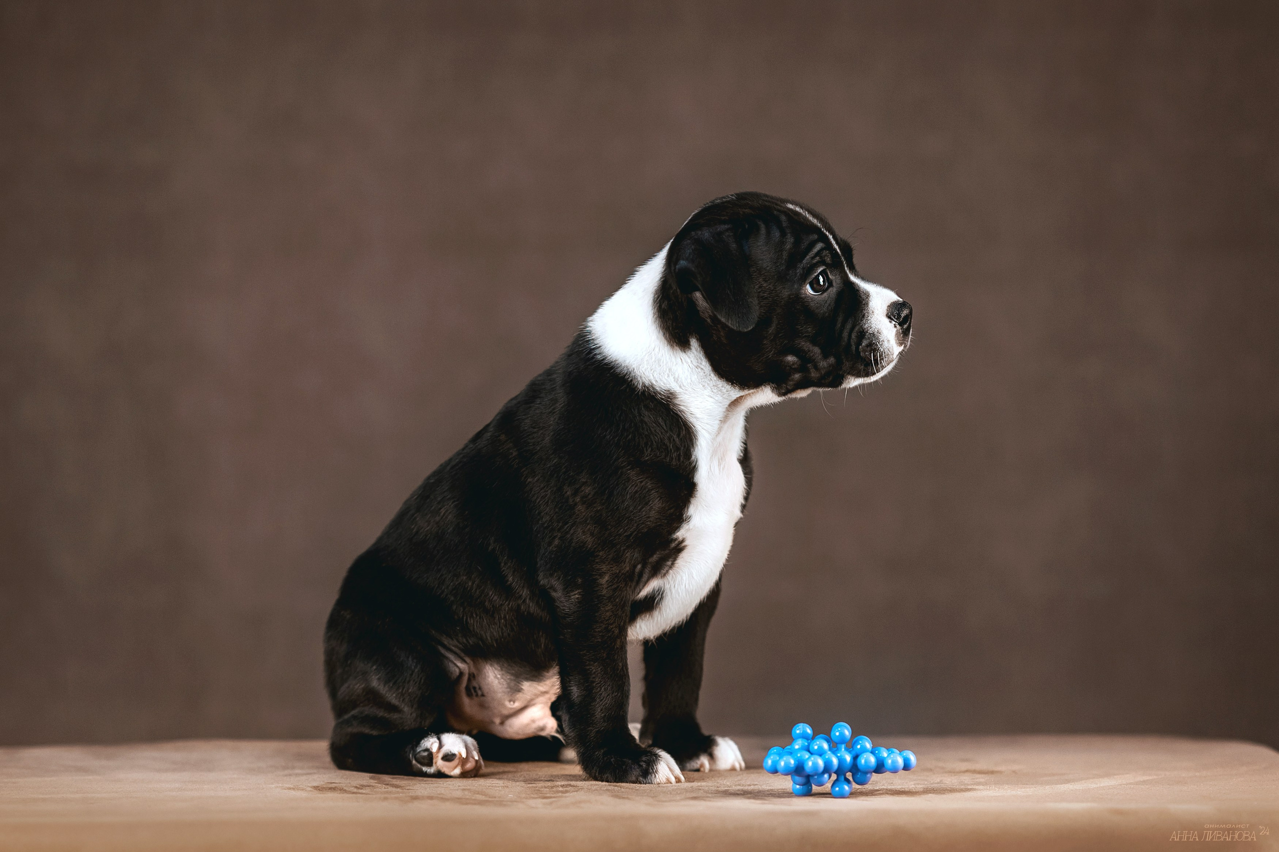 Стаффи. Фотограф анималист Аня Ливанова | Рыбинск