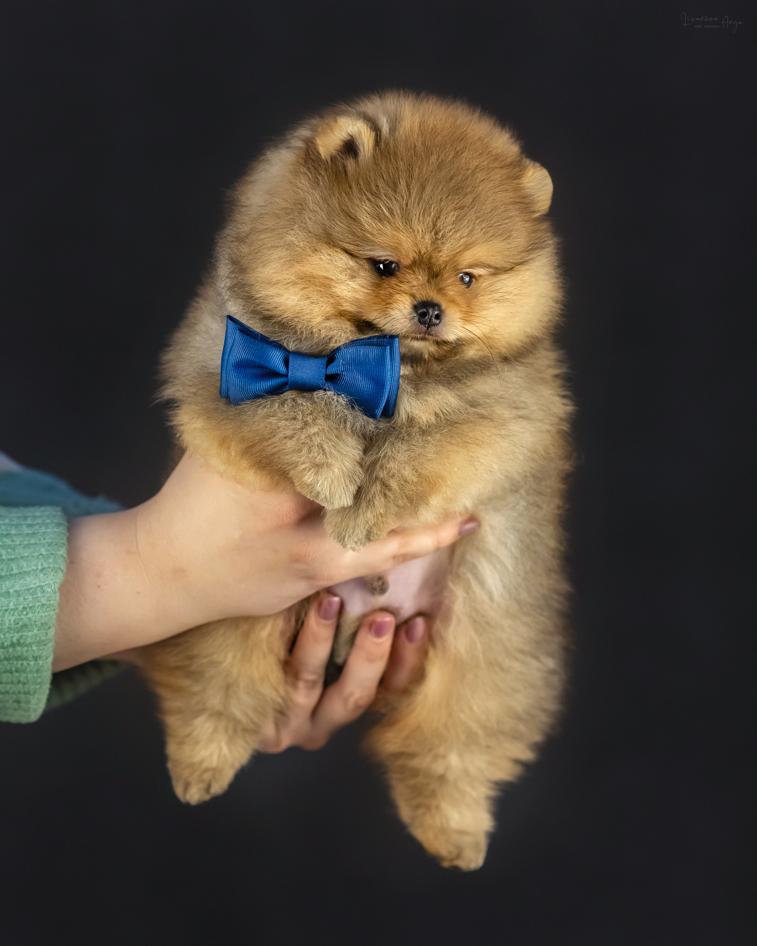 Шпикачки. Фотограф анималист Аня Ливанова | Рыбинск